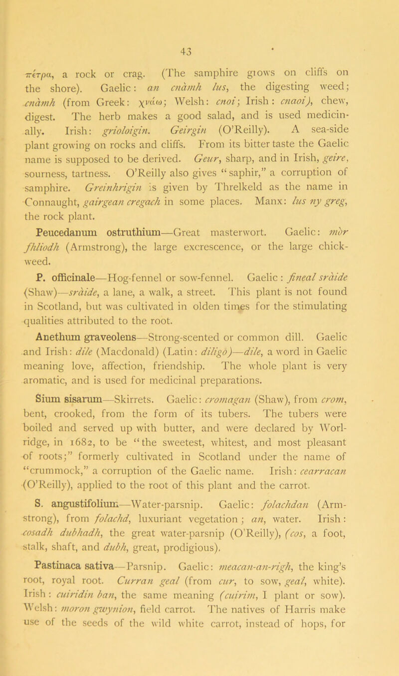 7rtrpa., a rock or crag. (The samphire glows on cliffs on the shore). Gaelic: an cnamh Ins, the digesting weed; cnamh (from Greek: 1 Welsh: cnoi; Irish: cnaoi), chew, digest. The herb makes a good salad, and is used medicin- ally. Irish: grioloigin. Geirgin (O’Reilly). A sea-side plant growing on rocks and cliffs. From its bitter taste the Gaelic name is supposed to be derived. Gear, sharp, and in Irish, geire, sourness, tartness. O’Reilly also gives “ saphir,” a corruption of samphire. Greinhrigin is given by Threlkeld as the name in Connaught, gairgean cregach in some places. Manx: lus ny greg, the rock plant. Peucedanum ostruthium—Great masterwort. Gaelic: mbr fhliodh (Armstrong), the large excrescence, or the large chick- weed. P. officinale—Hog-fennel or sow-fennel. Gaelic : fineal sraide (Shaw)—sraide, a lane, a walk, a street. This plant is not found in Scotland, but was cultivated in olden times for the stimulating qualities attributed to the root. Anethum graveolens—Strong-scented or common dill. Gaelic and Irish: dile (Macdonald) (Latin: di/igo)—dile, a word in Gaelic meaning love, affection, friendship. The whole plant is very aromatic, and is used for medicinal preparations. Sium sisarum—Skirrets. Gaelic: cromagan (Shaw), from crom, bent, crooked, from the form of its tubers. The tubers were boiled and served up with butter, and were declared by Worl- ridge, in 1682, to be “the sweetest, whitest, and most pleasant of roots;” formerly cultivated in Scotland under the name of “crummock,” a corruption of the Gaelic name. Irish: cearracan (O’Reilly), applied to the root of this plant and the carrot. S. angustifolium—Water-parsnip. Gaelic: folachdan (Arm- strong), from folachd, luxuriant vegetation; an, water. Irish: cosadh dubhadh, the great water-parsnip (O’Reilly), (cos, a foot, stalk, shaft, and dubh, great, prodigious). Pastinaca sativa—Parsnip. Gaelic: meacan-an-righ, the king’s root, royal root. Curran geal (from cur, to sow, geal, white). Irish : cuiridin ban, the same meaning (cuirim, I plant or sow). Welsh: moron gwynion, field carrot. The natives of Harris make use of the seeds of the wild white carrot, instead of hops, for