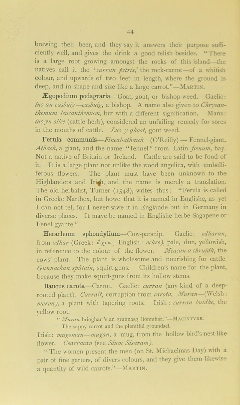 brewing their beer, and they say it answers their purpose suffi- ciently well, and gives the drink a good relish besides. “There is a large root growing amongst the rocks of this island—the natives call it the ‘ curran petris) the rock-carrot—of a whitish colour, and upwards of two feet in length, where the ground is deep, and in shape and size like a large carrot.”—Martin. iEgopodium podagraria—Goat, gout, or bishop-weed. Gaelic: his an easbuig—easbuig, a bishop. A name also given to Chrysan- themum leucanthemum, but with a different signification. Manx: lus-yn-ollee (cattle herb), considered an unfailing remedy for sores in the mouths of cattle. Lus y ijhoot, gout weed. Ferula communis—Fineal-athaick (O’Reilly) — Fennel-giants Athacli, a giant, and the name “fennel” from Latin faenum, hay. Not a native of Britain or Ireland. Cattle are said to be fond of it. It is a large plant not unlike the wood angelica, with umbelli- ferous flowers. The plant must have been unknown to the Highlanders and Iriafi, and the name is merely a translation. The old herbalist, Turner (1548), writes thus:—“Ferula is called in Greeke Narthex, but howe that it is named in Englishe, as yet I can not tel, for I never sawe it in Englande but in Germany in diverse places. It maye be named in Englishe herbe Sagapene or Fenel gyante.” Heracleum sphondylium—Cow-parsnip. Gaelic: odharan, from odhar (Greek: &XPa; English : ochre), pale, dun, yellowish, in reference to the colour of the flower. Meacan-a-chruidh, the cows’ plant. The plant is wholesome and nourishing for cattle. Gunnachan spit tain, squirt-guns. Children’s name for the plant, because they make squirt-guns from its hollow stems. Daucus carota—Carrot. Gaelic: curran (any kind of a deep- rooted plant). Carrait, corruption from carota, Muran—(Welsh ; moron), a plant with tapering roots. Irish : curran bat'd he, the yellow root. “Muran brioghar’s an grunnasg lionnihar.”—MACINTYRE. The sappy carrot and the plentiful groundsel. Irish: mugoman—nnigan, a mug, from the hollow bird's nest-like flower. Cearracan (see Siam Sisaram). “The women present the men (on St. Michaelmas Day) with a pair of fine garters, of divers colours, and they give them likewise a quantity of wild carrots.”—Martin.