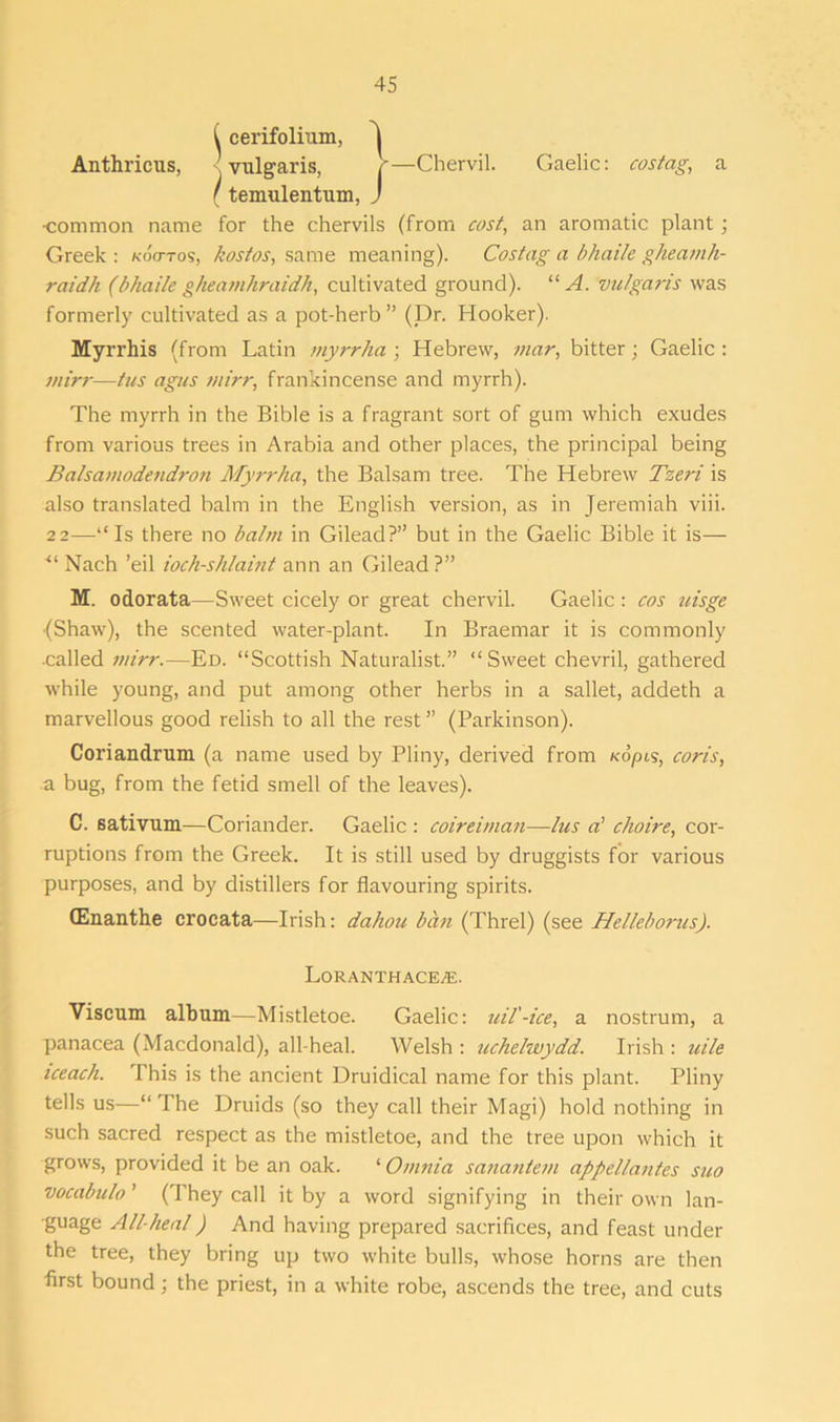 II cerifolium, | Anthricus, vulgaris, r—Chervil. Gaelic: costag, a ! temulentum, J common name for the chervils (from cost, an aromatic plant ; Greek : kocttos, kostos, same meaning). Costag a bhaile gheamh- raidh (bhaile gheamhraidh, cultivated ground). “A. vulgaris was formerly cultivated as a pot-herb” (Dr. Hooker). Myrrhis (from Latin myrrha ; Hebrew, mar, bitter; Gaelic : mirr—ties agus mirr, frankincense and myrrh). The myrrh in the Bible is a fragrant sort of gum which exudes from various trees in Arabia and other places, the principal being Balsamodendron Myrrha, the Balsam tree. The Hebrew Tzeri is also translated balm in the English version, as in Jeremiah viii. 22—“Is there no balm in Gilead?” but in the Gaelic Bible it is— “ Naeh ’eil ioch-shlaint ann an Gilead?” M. odorata—Sweet cicely or great chervil. Gaelic : cos teisge (Shaw), the scented water-plant. In Braemar it is commonly ■called mirr.—Ed. “Scottish Naturalist.” “Sweet chevril, gathered while young, and put among other herbs in a sallet, addeth a marvellous good relish to all the rest ” (Parkinson). Coriandrum (a name used by Pliny, derived from ko/hs, cor is, a bug, from the fetid smell of the leaves). C. sativum—Coriander. Gaelic : coireiman—lies a’ choire, cor- ruptions from the Greek. It is still used by druggists for various purposes, and by distillers for flavouring spirits. (Enanthe croeata—Irish: dahou ban (Threl) (see Helleborus). Loranthace^e. Viscum album—Mistletoe. Gaelic: uil'-ice, a nostrum, a panacea (Macdonald), all-heal. Welsh : uchelwydd. Irish : uile iceach. This is the ancient Druidical name for this plant. Pliny tells us—“The Druids (so they call their Magi) hold nothing in such sacred respect as the mistletoe, and the tree upon which it grows, provided it be an oak. ‘ Omnia sanantem appellantes suo vocabulo ’ (They call it by a word signifying in their own lan- guage Allheal) And having prepared sacrifices, and feast under the tree, they bring up two white bulls, whose horns are then first bound; the priest, in a white robe, ascends the tree, and cuts