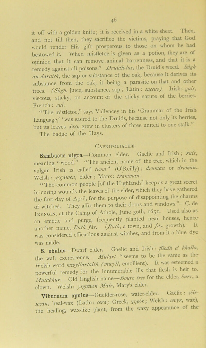 it off with a golden knife; it is received in a white sheet. Then,, and not till then, they sacrifice the victims, praying that God would render His gift prosperous to those on whom he had bestowed it. When mistletoe is given as a potion, they are of opinion that it can remove animal barrenness, and that it is a remedy against all poisons.” Druidh-lus, the Druids weed. Sugh an daraich, the sap or substance of the oak, because it derives its substance from the oak, it being a parasite on that and other trees. (Sitgh, juice, substance, sap ; Latin: succus). Irish: guts, viscous, sticky, on account of the sticky nature of the berries. French: gui. “The mistletoe,” says Vallencey in his ‘Grammar of the Irish Language/ ‘ was sacred to the Druids, because not only its berries, but its leaves also, grew in clusters of three united to one stalk.” The badge of the Hays. Capri foliace/E. Sambucus nigra—Common elder. Gaelic and Irish ; ruts, meaning “wood.” “ The ancient name of the tree, which in the vulgar Irish is called trom ” (O’Reilly); druman or droman. Welsh : ysgawen, elder ; Manx: trainman. “ The common people [of the Highlands] keep as a great secret in curing wounds the leaves of the elder, which they have gathered the first day of April, for the purpose of disappointing the charms of witches. They affix them to their doors and windows.”—C. de Iryngin, at the Camp of Athole, June 30th, 1651. Used also as an emetic and purge, frequently planted near houses, hence another name, Rath fas. {Rath, a town, and fas, growth). It was considered efficacious against witches, and from it a blue dye w-as made. S ebulus—Dwarf elder. Gaelic and Irish : fliodh a' hhalla, the wall excrescence. Mulart “seems to be the same as the Welsh word nvwyllartaith (mwyll, emollient). It was esteemed a powerful remedy for the innumerable ills that flesh is heir to. Mulabhur. Old English name—Bourc tree for the elder, burr, a clown. Welsh: ysgawen Main, Mary’s elder. Viburnum opulus—Guelder-rose, water-elder. Gaelic: ceir- iocan, heal-wax (Latin: cera; Greek, XW»*S Welsh: 'va^’ the healing, wax-like plant, from the waxy appearance of the
