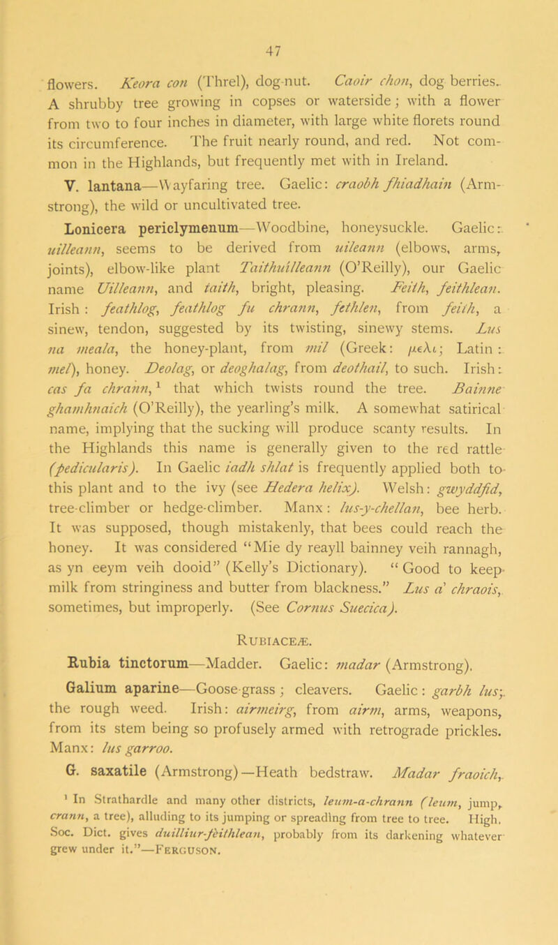 flowers. Keora con (Threl), dog-nut. Caoir chon, dog berries.. A shrubby tree growing in copses or waterside; with a flower from two to four inches in diameter, with large white florets round its circumference. The fruit nearly round, and red. Not com- mon in the Highlands, but frequently met with in Ireland. V. lantana—Wayfaring tree. Gaelic: craobh fhiadhain (Arm- strong), the wild or uncultivated tree. Lonicera periclymenum—Woodbine, honeysuckle. Gaelic: uilleann, seems to be derived from uileann (elbows, arms, joints), elbow-like plant Taithiulleann (O’Reilly), our Gaelic name Uilleann, and iaith, bright, pleasing. Feith, feithlean. Irish : feathlog, feathlog fu chrann, fethlen, from feith, a sinew, tendon, suggested by its twisting, sinewy stems. Lus na meala, the honey-plant, from mil (Greek: yueAi; Latin: mer), honey. Deolag, or deoghalag, from deothail, to such. Irish: cas fa chrann,1 that which twists round the tree. Bainne ghamhnaich (O’Reilly), the yearling’s milk. A somewhat satirical name, implying that the sucking will produce scanty results. In the Highlands this name is generally given to the red rattle (pedicularis). In Gaelic iad/t shlat is frequently applied both to- this plant and to the ivy (see Hedera he/ixf. Welsh: givyddfid, tree-climber or hedge-climber. Manx: lus-y-chellan, bee herb. It was supposed, though mistakenly, that bees could reach the honey. It was considered “Mie dy reayll bainney veih rannagh, as yn eeym veih dooid” (Kelly’s Dictionary). “ Good to keep- milk from stringiness and butter from blackness.” Lies a' chraois, sometimes, but improperly. (See Cornus Suecica). Rubiace^:. Rubia tinctorum—Madder. Gaelic: madar (Armstrong). Galium aparine—Goose-grass ; cleavers. Gaelic : garbh lus-,. the rough weed. Irish: airmeirg, from airrn, arms, weapons, from its stem being so profusely armed with retrograde prickles. Manx: lus ga rroo. G. saxatile (Armstrong)—Heath bedstraw. Madar fraoich, 1 In Strathardle and many other districts, leum-a-chrann (leum, jump, cratin, a tree), alluding to its jumping or spreading from tree to tree. High. Soc. Diet, gives duilliitr-feithlea«, probably from its darkening whatever grew under it.”—Ferguson.