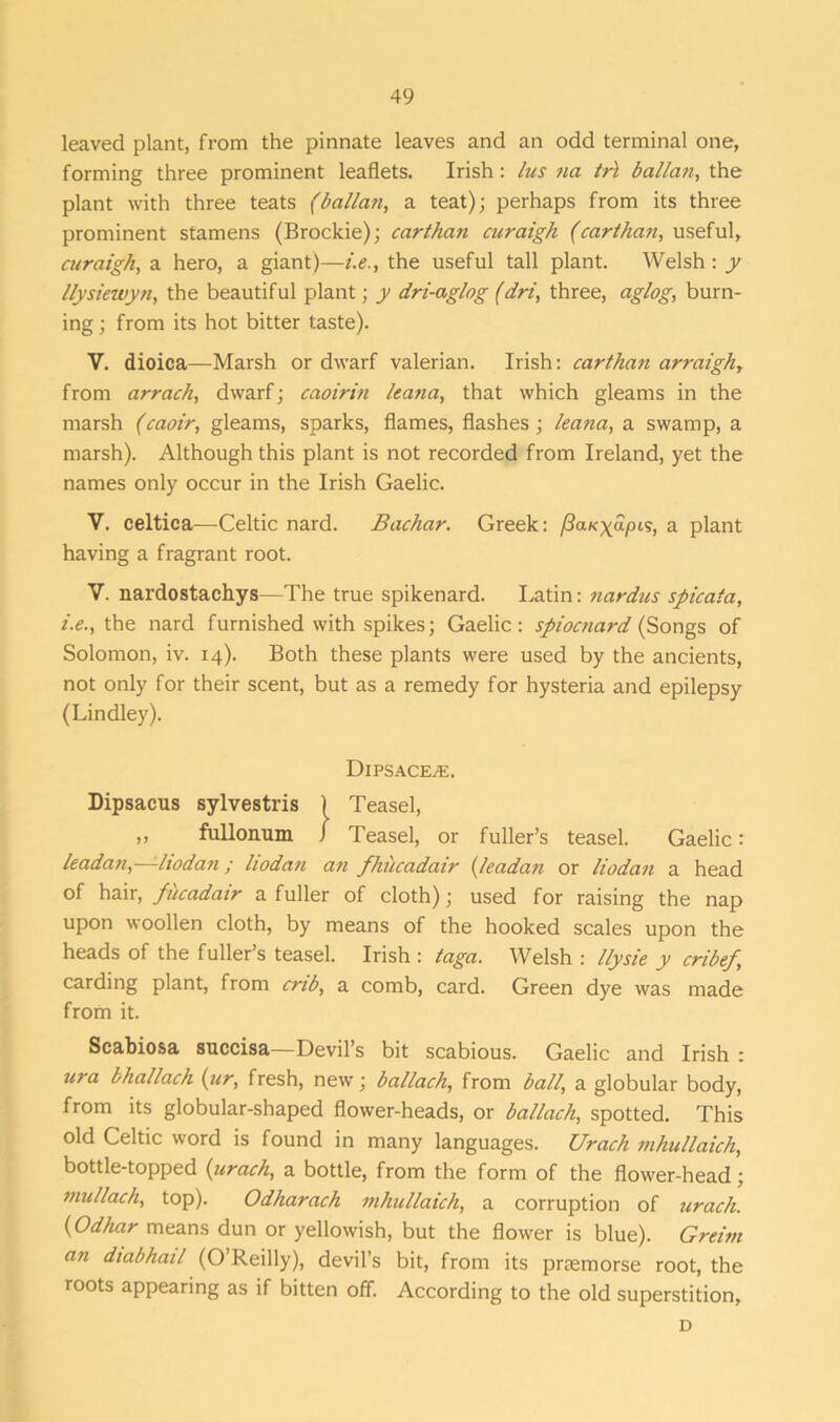leaved plant, from the pinnate leaves and an odd terminal one, forming three prominent leaflets. Irish: his na trl ballan, the plant with three teats (ballctn, a teat); perhaps from its three prominent stamens (Brockie); carthan curaigh (carthan, useful, curaigh, a hero, a giant)—i.e., the useful tall plant. Welsh: y llysiewyn, the beautiful plant; y dri-aglog (dri, three, aglog, burn- ing ; from its hot bitter taste). V. dioica—Marsh or dwarf valerian. Irish: carthan arraigh, from arrach, dwarf; caoirin leana, that which gleams in the marsh (caoir, gleams, sparks, flames, flashes ; leana, a swamp, a marsh). Although this plant is not recorded from Ireland, yet the names only occur in the Irish Gaelic. V. celtica—Celtic nard. Bachar. Greek: /3aKgapis, a plant having a fragrant root. V. nardostachys—The true spikenard. Latin: nardus spicaia, i.e., the nard furnished with spikes; Gaelic: spiocnard (Songs of Solomon, iv. 14). Both these plants were used by the ancients, not only for their scent, but as a remedy for hysteria and epilepsy (Lindley). Dipsace;e. Dipsacus sylvestris 1 Teasel, „ fullonum J Teasel, or fuller’s teasel. Gaelic: leadan,—liodan; liodan an fhiicadair (leadan or liodan a head of hair, fucadair a fuller of cloth); used for raising the nap upon woollen cloth, by means of the hooked scales upon the heads of the fuller’s teasel. Irish : taga. Welsh : llysie y cribef, carding plant, from crib, a comb, card. Green dye was made from it. Scabiosa succisa—Devil’s bit scabious. Gaelic and Irish : ura bhallach (ur, fresh, new; ballach, from ball, a globular body, from its globular-shaped flower-heads, or ballach, spotted. This old Celtic word is found in many languages. Urach mhullaich, bottle-topped {urach, a bottle, from the form of the flower-head; mullach, top). Odharach mhullaich, a corruption of urach. (Odhar means dun or yellowish, but the flower is blue). Greitn an diabhail (O’Reilly), devil’s bit, from its prsemorse root, the roots appearing as if bitten off. According to the old superstition, D