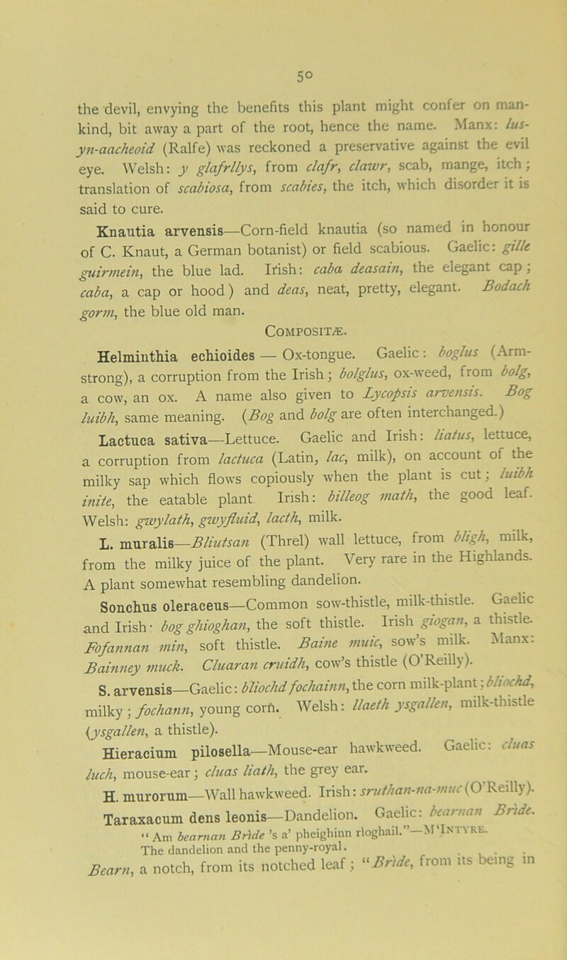 5° the devil, envying the benefits this plant might confer on man- kind, bit away a part of the root, hence the name. Manx: lus- yn-aacheoid (Ralfe) was reckoned a preservative against the evil eye. Welsh: y glafrllys, from clafr, clawr, scab, mange, itch; translation of scabiosa, from scabies, the itch, which disorder it is said to cure. Knautia arvensis—Corn-field knautia (so named in honour of C. Knaut, a German botanist) or field scabious. Gaelic: gillc guirmein, the blue lad. Irish: caba deasam, the elegant cap, caba, a cap or hood) and deas, neat, pretty, elegant. Bodacli gorm, the blue old man. Composite. Helminthia echioides — Ox-tongue. Gaelic: boglus (Arm- strong), a corruption from the Irish; bolglus, ox-weed, from bolg, a cow, an ox. A name also given to Lycopsis arvensis. Bog luibh, same meaning. (Bog and bolg are often interchanged.) Laetuca sativa—Lettuce. Gaelic and Irish: liatus, lettuce, a corruption from lactuca (Latin, lac, milk), on account of the milky sap which flows copiously when the plant is cut: luibh inile, the eatable plant Irish: billeog math, the good leaf. Welsh: gwylath, gwyfluid, lacth, milk. L. muralis—Bliutsan (Threl) wall lettuce, from bligh, milk, from the milky juice of the plant. Very rare in the Highlands. A plant somewhat resembling dandelion. Sonchus oleraceus—Common sow-thistle, milk-thistle. Gaelic and Irish: bog ghioghan, the soft thistle. Irish giogan, a thistle. Fofannan min, soft thistle. Baine muic, sow’s milk. Manx: Bainney muck. Cluaran cruidh, cow’s thistle (O Reilly). S arvensis—Gaelic: bliochd focliainn, the corn milk-plant: blwchd, milky ; fochann, young corfi. Welsh: llaetli ysgallen, milk-thistle (ysgallen, a thistle). Hieracimn pilosella—Mouse-ear hawkweed. Gaelic: duos Inch, mouse-ear ; cluas hath, the grey ear. H. murorum—Wall hawkweed. Irish: sruthan-na-muc (O Reilly). Taraxacum dens leonis—Dandelion. Gaelic: bear nan Bride. “ Am be a man Br)de’s a’ pheigliinn rloghail.”—MTNTYRE. The dandelion and the penny-royal. Bearn, a notch, from its notched leaf; Bride, from its being m
