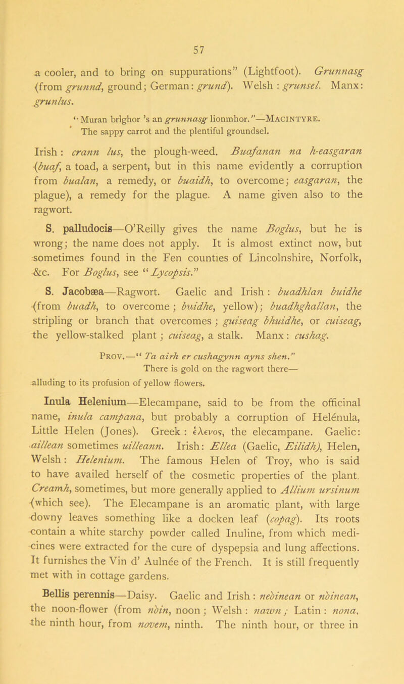 a cooler, and to bring on suppurations” (Ligbtfoot). Grunnasg (from grunnd, ground; German: grand). Welsh : grunsel. Manx: grunlus. <• Mu ran brlghor’s an grunnasg lionmhor.”—MACINTYRE. The sappy carrot and the plentiful groundsel. Irish: crann lus, the plough-weed. Buafanan na h-easgaran (buaf, a toad, a serpent, but in this name evidently a corruption from bualan, a remedy, or buaidh, to overcome; easgaran, the plague), a remedy for the plague. A name given also to the ragwort. S. palludocis—O’Reilly gives the name Boglus, but he is wrong; the name does not apply. It is almost extinct now, but sometimes found in the Fen counties of Lincolnshire, Norfolk, &c. For Boglus, see “ Lycop sis.” S. Jacobaea—Ragwort. Gaelic and Irish : buadhlan buidhe (from buadh, to overcome; buidhe, yellow); buadhghallan, the stripling or branch that overcomes ; guiseag bhuidhe, or cuiseag, the yellow-stalked plant; cuiseag, a stalk. Manx : cushag. Prov.—“ Ta airh er cushagynn ayns shen. There is gold on the ragwort there— alluding to its profusion of yellow flowers. Inula Heleniiun—Elecampane, said to be from the officinal name, inula campana, but probably a corruption of HeHnula, Little Helen (Jones). Greek : eAevos, the elecampane. Gaelic: aillean sometimes uilleann. Irish: Ellea (Gaelic, Eilidh), Helen, Welsh : Hclenium. The famous Helen of Troy, who is said to have availed herself of the cosmetic properties of the plant. Creamh, sometimes, but more generally applied to Allium ursinum (which see). The Elecampane is an aromatic plant, with large downy leaves something like a docken leaf (copag). Its roots contain a white starchy powder called Inuline, from which medi- cines were extracted for the cure of dyspepsia and lung affections. It furnishes the Vin d’ Auln^e of the French. It is still frequently met with in cottage gardens. Beilis perennis—Daisy. Gaelic and Irish : ne'oinean or nbinean, the noon-flower (from n'oin, noon; Welsh: nawn; Latin: nona, the ninth hour, from novem, ninth. The ninth hour, or three in