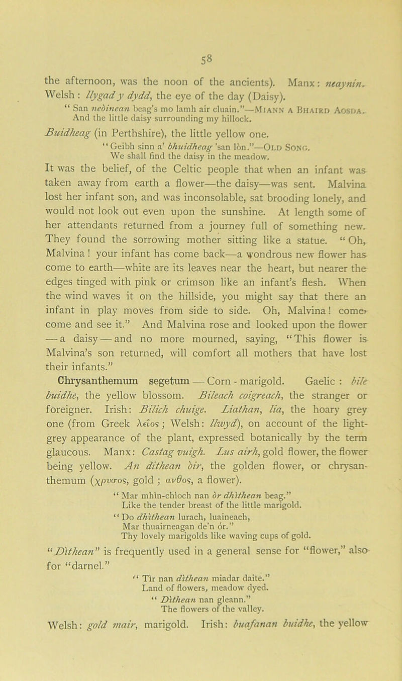 the afternoon, was the noon of the ancients). Manx: neayttin. Welsh : llygady dydd, the eye of the day (Daisy). “ San nebinean beag’s mo lamh air eluain.”—MlANN a Bhaird Aosda. And the little daisy surrounding my hillock. Buidheag (in Perthshire), the little yellow one. “ Geibh sinn a’ bhuidlieag 'san Ion.”—Old Song. We shall find the daisy in the meadow. It was the belief, of the Celtic people that when an infant was taken away from earth a flower—the daisy—was sent. Malvina lost her infant son, and was inconsolable, sat brooding lonely, and would not look out even upon the sunshine. At length some of her attendants returned from a journey full of something new. They found the sorrowing mother sitting like a statue. “ Oh, Malvina ! your infant has come back—a wondrous new flower has come to earth—white are its leaves near the heart, but nearer the edges tinged with pink or crimson like an infant’s flesh. When the wind waves it on the hillside, you might say that there an infant in play moves from side to side. Oh, Malvina! come> come and see it.” And Malvina rose and looked upon the flower — a daisy — and no more mourned, saying, “This flower is Malvina’s son returned, will comfort all mothers that have lost their infants.” Chrysanthemum segetum — Corn - marigold. Gaelic : bile buidlie, the yellow blossom. Bileach coigreach, the stranger or foreigner. Irish: Bilich chuige. Liaihan, lia, the hoary grey one (from Greek Aetos; Welsh: l/zvyd), on account of the light- grey appearance of the plant, expressed botanically by the term glaucous. Manx: Casing vuigh. Lus airh, gold flower, the flower being yellow. An dithean bir, the golden flower, or chrysan- themum (xPvrT05, gold ; av0os, a flower). “ Mar mhln-chloch nan hr dhltliean beag.” Like the tender breast of the little marigold. “Do dhltliean lurach, luaineach, Mar thuairneagan de’n dr.” Thy lovely marigolds like waving cups of gold. “Dithean” is frequently used in a general sense for “flower,” also for “darnel.” “ Tlr nan dithean rniadar daite.” Land of flowers, meadow dyed. “ Dithean nan gleann.” The flowers of the valley. Welsh: gold inair, marigold. Irish: buafanan buidhc, the yellow