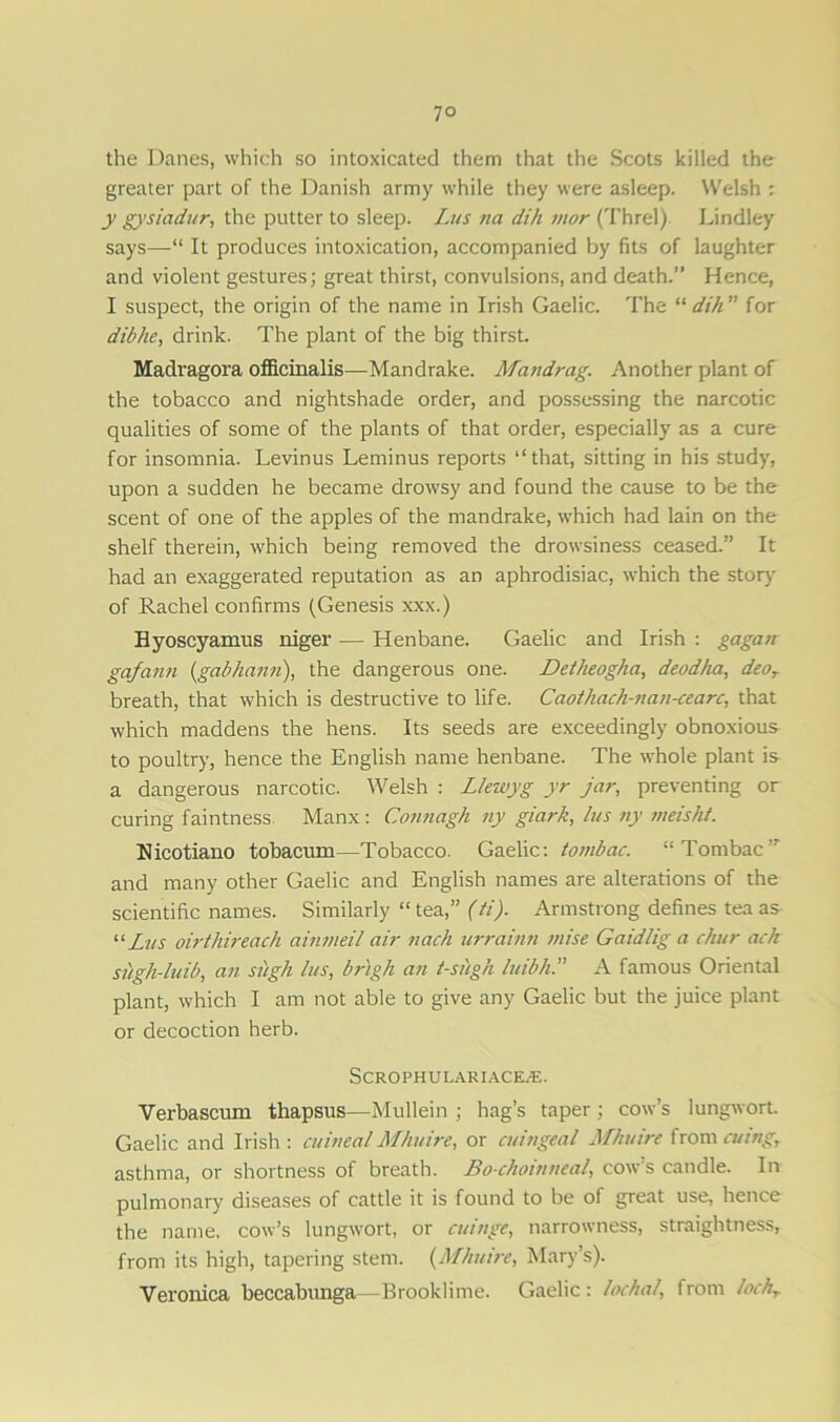 the Danes, which so intoxicated them that the Scots killed the greater part of the Danish army while they were asleep. Welsh : y gysiadur, the putter to sleep. Lus na dih mor (Threl) Lindley says—“ It produces intoxication, accompanied by fits of laughter and violent gestures; great thirst, convulsions, and death.” Hence, I suspect, the origin of the name in Irish Gaelic. The “ dih ” for dibhe, drink. The plant of the big thirst. Maclragora officinalis—Mandrake. Mandrag. Another plant of the tobacco and nightshade order, and possessing the narcotic qualities of some of the plants of that order, especially as a cure for insomnia. Levinus Leminus reports “that, sitting in his study, upon a sudden he became drowsy and found the cause to be the scent of one of the apples of the mandrake, which had lain on the shelf therein, which being removed the drowsiness ceased.” It had an exaggerated reputation as an aphrodisiac, which the story of Rachel confirms (Genesis xxx.) Byoscyamus niger — Henbane. Gaelic and Irish : gagan gafann (,gabhann), the dangerous one. Detheogha, deodha, deoT breath, that which is destructive to life. Caothach-nan-cearc, that which maddens the hens. Its seeds are exceedingly obnoxious to poultry, hence the English name henbane. The whole plant is a dangerous narcotic. Welsh : Llewyg yr jar, prevendng or curing faintness Manx: Connagh ny giarh, lus ny meisht. Nicotiano tobacum—Tobacco. Gaelic: tombac. “Tombac7 and many other Gaelic and English names are alterations of the scientific names. Similarly “ tea,” (ti). Armstrong defines tea as “Lus oirthireach ainmeil air nach urrainn wise Gaidlig a chur cult siigh-luib, an sitgh lus, brlgh an t-sitgh luibh.” A famous Oriental plant, which I am not able to give any Gaelic but the juice plant or decoction herb. SCROPHULARIACEjE. Verbascum thapsus—Mullein ; hag’s taper; cow’s lungwort. Gaelic and Irish : cuineal Mhuire, or cuingeal Mhuire from cuing, asthma, or shortness of breath. Bo choinneal, cow’s candle. In pulmonary diseases of cattle it is found to be of great use, hence the name, cow’s lungwort, or cuinge, narrowness, straightness, from its high, tapering stem. (Mhuire, Mary’s). Veronica beccabunga—Brooklime. Gaelic : lochal, from IochT