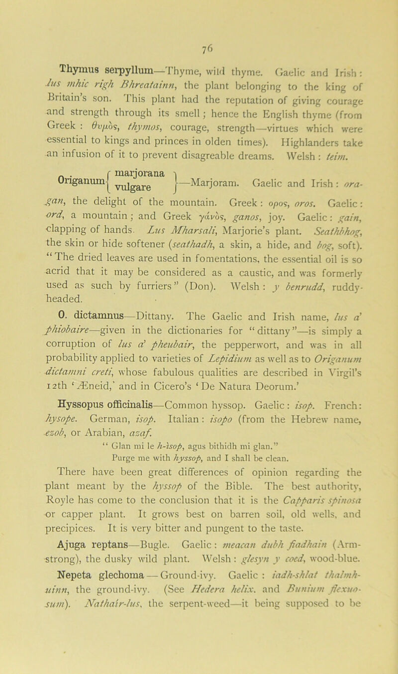 Thymus serpyllum—Thyme, wild thyme. Gaelic and Irish: Jns mhic righ Bhreatainn, the plant belonging to the king of Britain s son. 1 his plant had the reputation of giving courage and strength through its smell; hence the English thyme (from Greek : 0iyxos, thymos, courage, strength—virtues which were essential to kings and princes in olden times). Highlanders take an infusion of it to prevent disagreable dreams. Welsh : teim. . r marjoraua i Origanum ' j—Marjoram. Gaelic and Irish : ora- gan, the delight of the mountain. Greek : opos, oros. Gaelic: ord, a mountain; and Greek yavbs, ganos, joy. Gaelic: gain, clapping of hands. Lus Mharsali, Marjorie’s plant. Seathbhog, the skin or hide softener (seathadh, a skin, a hide, and bag, soft). “The dried leaves are used in fomentations, the essential oil is so acrid that it may be considered as a caustic, and was formerly used as such by furriers” (Don). Welsh: y benrudd, ruddy- headed. 0. dictamnus—Dittany. The Gaelic and Irish name, lus a phiobaire—given in the dictionaries for “dittany”—is simply a corruption of lus a’ pheubair, the pepperwort, and was in all probability applied to varieties of Lepidium as well as to Origanum dictamni creti, whose fabulous qualities are described in Virgil’s 12th ‘ FEneid,’ and in Cicero’s ‘ De Natura Deorum.’ Hyssopus officinalis—Common hyssop. Gaelic: isop. French: hysope. German, isop. Italian : isopo (from the Hebrew name, ezob, or Arabian, azaf. “ Gian mi le h-isop, agus bithidh mi glan.” Purge me with hyssop, and I shall be clean. There have been great differences of opinion regarding the plant meant by the hyssop of the Bible. The best authority, Royle has come to the conclusion that it is the Capparis spinosa or capper plant. It grows best on barren soil, old wells, and precipices. It is very bitter and pungent to the taste. Ajuga reptans—Bugle. Gaelic : meacan dubh fiadkain (Arm- strong), the dusky wild plant. Welsh : glesyti y coed, wood-blue. Nepeta glechoma — Ground-ivy. Gaelic : iadh-shlat thalmh- uinn, the ground-ivy. (See Hedera helix, and Bunium flexm- sum). Nathair-lus. the serpent-weed—it being supposed to be