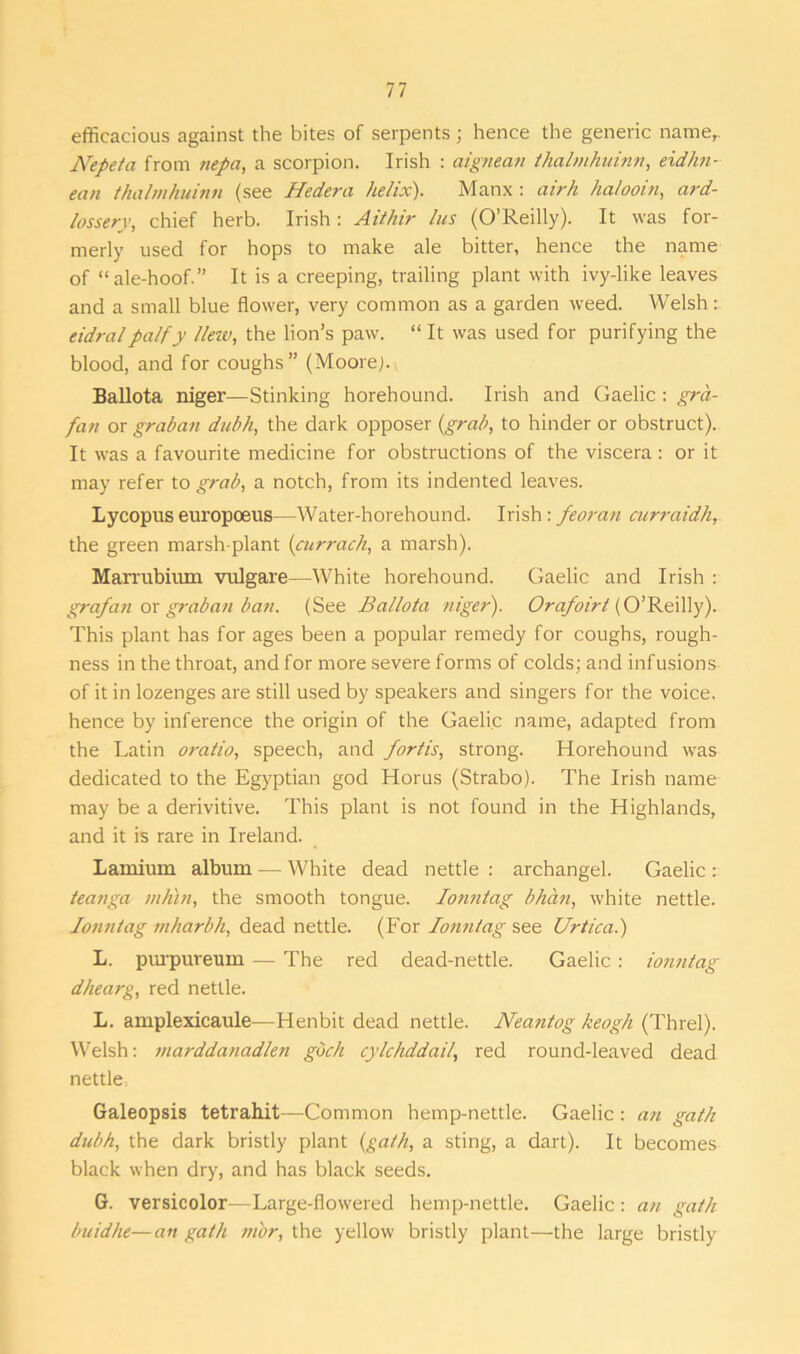 efficacious against the bites of serpents; hence the generic name,. Nepeta from nepa, a scorpion. Irish : aigneati thalmhuinn, eidhn- ean thalmhuinn (see Hedera helix). Manx : airh halooin, ard- lossery, chief herb. Irish : Aithir lus (O’Reilly). It was for- merly used for hops to make ale bitter, hence the name of “ale-hoof.” It is a creeping, trailing plant with ivy-like leaves and a small blue flower, very common as a garden weed. Welsh: eidralpalfy Hew, the lion’s paw. “ It was used for purifying the blood, and for coughs” (Moore). Ballota niger—Stinking horehound. Irish and Gaelic : gra- fatt or graban dubh, the dark opposer (grab, to hinder or obstruct). It was a favourite medicine for obstructions of the viscera: or it may refer to grab, a notch, from its indented leaves. Lycopuseuropoeus—Water-horehound. Irish: feoran curraidh, the green marsh-plant (currach, a marsh). Marrubium vulgare—White horehound. Gaelic and Irish : grafan or graban ban. (See Ballota niger). Orafoirt (O’Reilly). This plant has for ages been a popular remedy for coughs, rough- ness in the throat, and for more severe forms of colds; and infusions of it in lozenges are still used by speakers and singers for the voice, hence by inference the origin of the Gaelic name, adapted from the Latin oratio, speech, and fortis, strong. Horehound was dedicated to the Egyptian god Horus (Strabo). The Irish name may be a derivitive. This plant is not found in the Highlands, and it is rare in Ireland. Lamium album — White dead nettle : archangel. Gaelic : teanga mhln, the smooth tongue. lonntag bhan, white nettle. Iotmtag mharbh, dead nettle. (For lonntag see Urtica.) L. purpureum — The red dead-nettle. Gaelic : ionntag dhearg, red nettle. L. amplexicaule—Henbit dead nettle. Neantog keogh (Threl). Welsh: marddanadlen gbch cylchddail, red round-leaved dead nettle, Galeopsis tetrah.it—Common hemp-nettle. Gaelic : an gat/i dubh, the dark bristly plant (gath, a sting, a dart). It becomes black when dry, and has black seeds. G. versicolor—Large-flowered hemp-nettle. Gaelic: an gath buidhe—an gath m'or, the yellow bristly plant—the large bristly