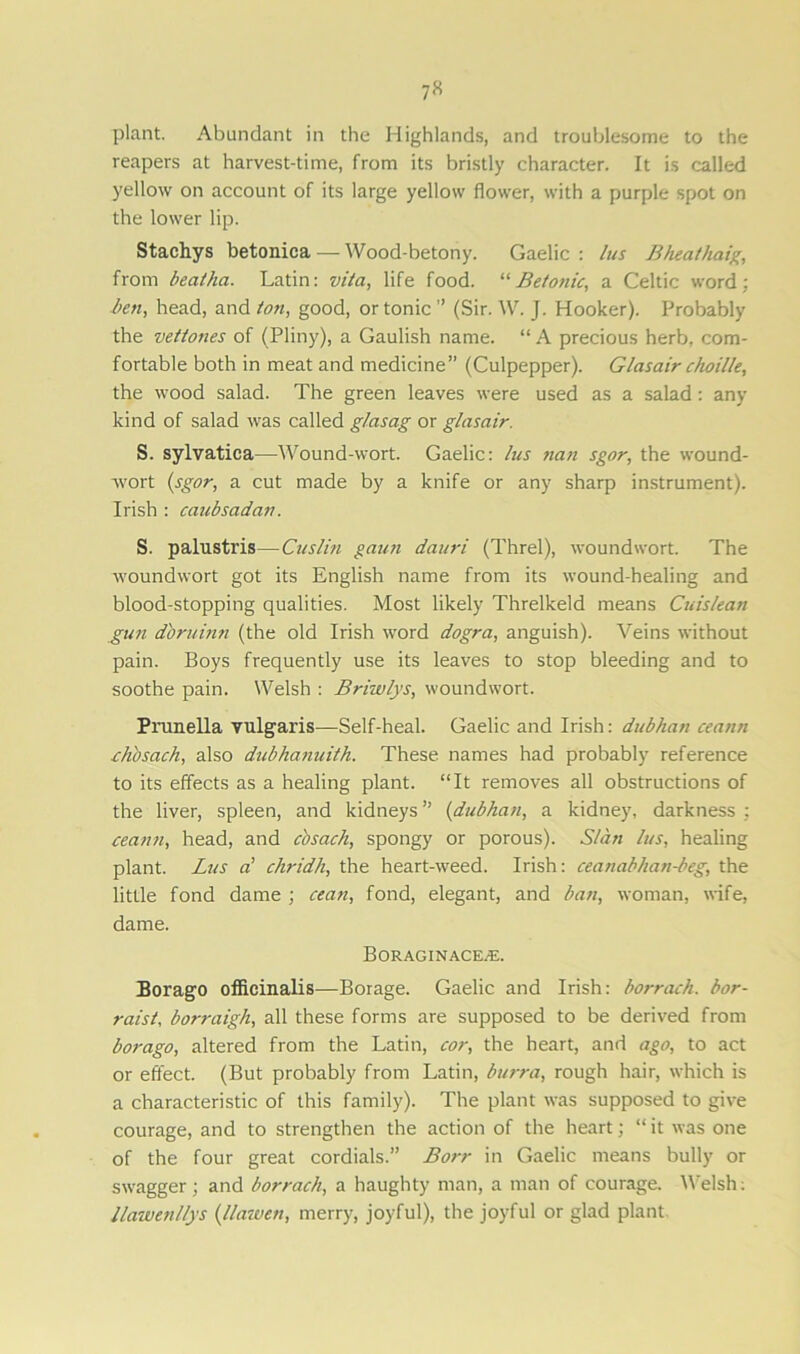 7« plant. Abundant in the Highlands, and troublesome to the reapers at harvest-time, from its bristly character. It is called yellow on account of its large yellow flower, with a purple spot on the lower lip. Stachys betonica — YVood-betony. Gaelic : lus Bheathaig, from beatha. Latin: vita, life food. “Betonic, a Celtic word; ben, head, and ton, good, or tonic ” (Sir. W. J. Hooker). Probably the vettones of (Pliny), a Gaulish name. “ A precious herb, com- fortable both in meat and medicine” (Culpepper). Glasair choille, the wood salad. The green leaves were used as a salad : any kind of salad was called glasag or glasair. S. sylvatica—Wound-wort. Gaelic: lus nan sgor, the wound- wort (sgor, a cut made by a knife or any sharp instrument). Irish : caubsadan. S. palustris—Cuslin gaun dauri (Threl), woundwort. The woundwort got its English name from its wound-healing and blood-stopping qualities. Most likely Threlkeld means Cuislean gun dbruinn (the old Irish word dogra, anguish). Veins without pain. Boys frequently use its leaves to stop bleeding and to soothe pain. Welsh : Briwlys, woundwort. Prunella vulgaris—Self-heal. Gaelic and Irish: dubhan ceann clib sack, also dubhanuith. These names had probably reference to its effects as a healing plant. “It removes all obstructions of the liver, spleen, and kidneys ” {dubhan, a kidney, darkness : ceann, head, and cbsach, spongy or porous). S/an lus, healing plant. Lus a' chridh, the heart-weed. Irish: ceanabhan-beg, the little fond dame ; cean, fond, elegant, and ban, woman, wife, dame. Boraginace^e. Borago officinalis—Borage. Gaelic and Irish: borrach. bor- raist, borraigh, all these forms are supposed to be derived from borago, altered from the Latin, cor, the heart, and ago, to act or effect. (But probably from Latin, burra, rough hair, which is a characteristic of this family). The plant was supposed to give courage, and to strengthen the action of the heart; “ it was one of the four great cordials.” Borr in Gaelic means bully or swagger; and borrach, a haughty man, a man of courage. Welsh: llawenllys (llawen, merry, joyful), the joyful or glad plant