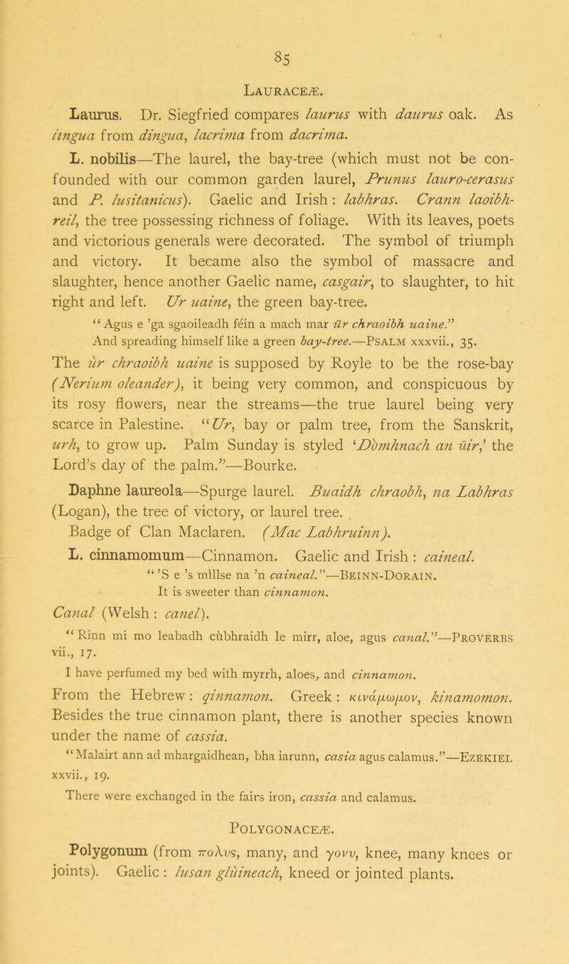 Laurace/e. Lauras. Dr. Siegfried compares laurus with daurus oak. As lingua from dingua, lacrima from dacrima. L. nobilis—The laurel, the bay-tree (which must not be con- founded with our common garden laurel, Primus lauro-cerasus and P lusitanicus). Gaelic and Irish: labhras. Crann laoibh- reil, the tree possessing richness of foliage. With its leaves, poets and victorious generals were decorated. The symbol of triumph and victory. It became also the symbol of massacre and slaughter, hence another Gaelic name, casgair, to slaughter, to hit right and left. Ur uaine, the green bay-tree. “Agus e ’ga sgaoileadh fein a mach mar ur chraoibh uaine. And spreading himself like a green bay-tree.—Psalm xxxvii., 35. The ur chraoibh uaine is supposed by Royle to be the rose-bay (Nerium oleander), it being very common, and conspicuous by its rosy flowers, near the streams—the true laurel being very scarce in Palestine. “ Ur, bay or palm tree, from the Sanskrit, urh, to grow up. Palm Sunday is styled ‘Dbmhnach an uirthe Lord’s day of the palm.’’—Bourke. Daphne laureola—Spurge laurel. Buaidh chraobli, na Labhras (Logan), the tree of victory, or laurel tree. Badge of Clan Maclaren. (Mac Labhruinn). L. cinnamomum—Cinnamon. Gaelic and Irish : caineal. “’S e’s mlllse na ’n caineal.—Beinn-Dorain. It is sweeter than cinnamon. Canal (Welsh : canel). “Rinn mi mo leabadh cilbhraidh le mirr, aloe, agus canal.’’—Proverbs vii., 17. I have perfumed my bed with myrrh, aloes, and cinnamon. From the Hebrew: qmnamon. Greek: Kiva/xw/xov, kinamomon. Besides the true cinnamon plant, there is another species known under the name of cassia. “Malairt ann ad mhargaidhean, bha iarunn, casta agus calamus.”—Ezekiel xxvii., 19. There were exchanged in the fairs iron, cassia and calamus. POLYGONACE/E. Polygonum (from tto\vs, many, and yow, knee, many knees or joints). Gaelic : lusan gluineach, kneed or jointed plants.