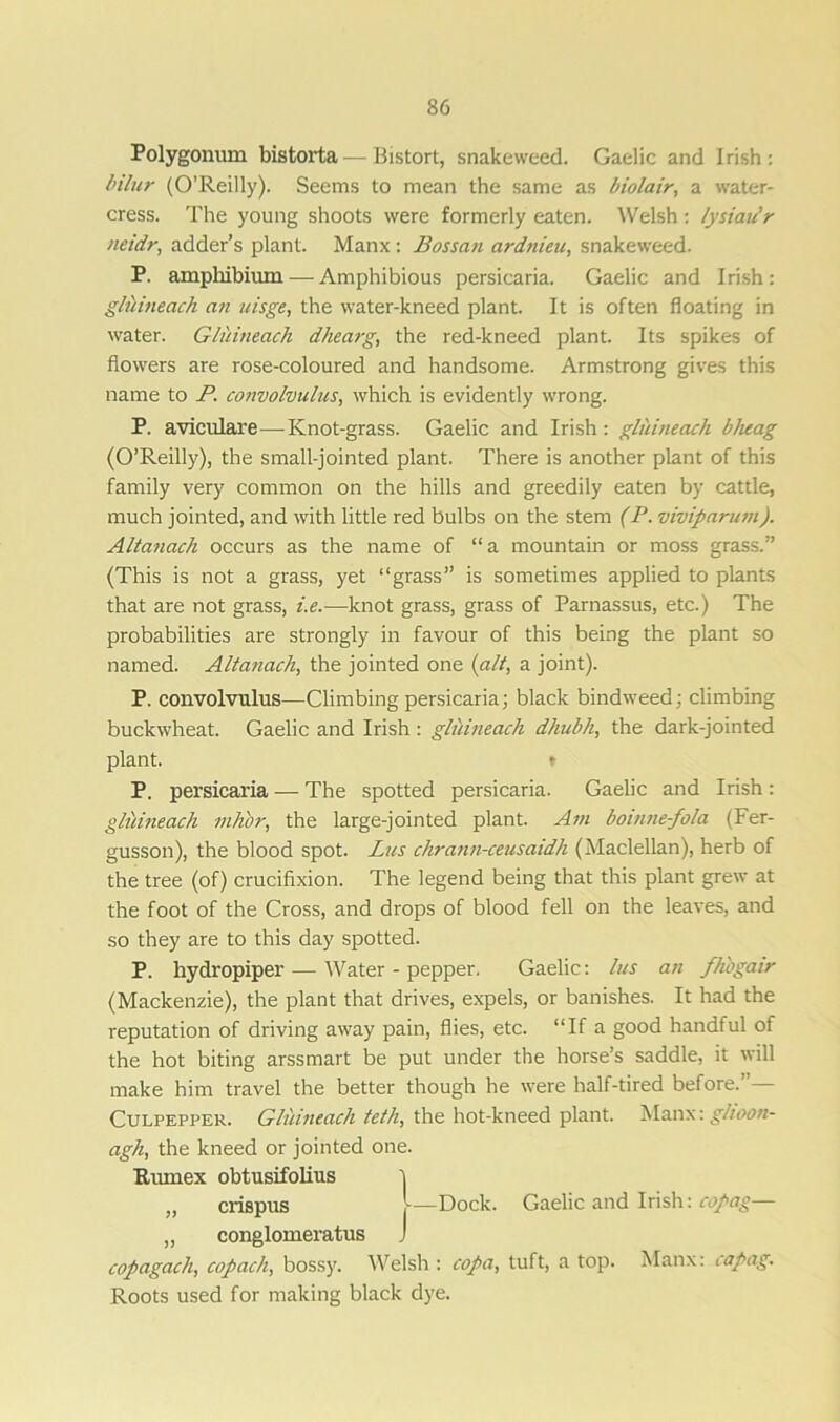 Polygonum bistorta — Bistort, snakeweed. Gaelic and Irish: bilur (O’Reilly). Seems to mean the same as biolair, a water- cress. The young shoots were formerly eaten. Welsh: lysiau'r neidr, adder’s plant. Manx: Bossan ardnieu, snakeweed. P. amphibium — Amphibious persicaria. Gaelic and Irish : gluineach an uisge, the water-kneed plant. It is often floating in water. G/uineach dhearg, the red-kneed plant. Its spikes of flowers are rose-coloured and handsome. Armstrong gives this name to P. convolvulus, which is evidently wrong. P. aviculare—Knot-grass. Gaelic and Irish: gluineach bheag (O’Reilly), the small-jointed plant. There is another plant of this family very common on the hills and greedily eaten by cattle, much jointed, and with little red bulbs on the stem (P. viviparum). Altanach occurs as the name of “a mountain or moss grass.” (This is not a grass, yet “grass” is sometimes applied to plants that are not grass, i.e.—knot grass, grass of Parnassus, etc.) The probabilities are strongly in favour of this being the plant so named. Altanach, the jointed one {alt, a joint). P. convolvulus—Climbing persicaria; black bindweed; climbing buckwheat. Gaelic and Irish : gluineach dhubh, the dark-jointed plant. t P. persicaria — The spotted persicaria. Gaelic and Irish : gluineach 7nhbr, the large-jointed plant. Am boinne-fola (Fer- gusson), the blood spot. Lus chrann-ceusaidh (Maclellan), herb of the tree (of) crucifixion. The legend being that this plant grew at the foot of the Cross, and drops of blood fell on the leaves, and so they are to this day spotted. P. hydropiper — Water - pepper. Gaelic: lus an fhbgatr (Mackenzie), the plant that drives, expels, or banishes. It had the reputation of driving away pain, flies, etc. “If a good handful of the hot biting arssmart be put under the horse’s saddle, it will make him travel the better though he were half-tired before.”— Culpepper. Gluineach teth, the hot-kneed plant. Manx: ghoon- agh, the kneed or jointed one. Rumex obtusifolius j ,, crispus \—Dock. Gaelic and Irish: copag— „ conglomerates J copagach, copach, bossy. Welsh : copa, tuft, a top. Manx: capag. Roots used for making black dye.