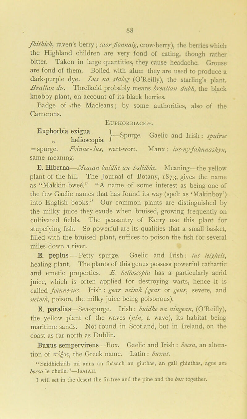 fhithich, raven’s berry ; caor fionnaig, crow-berry), the berries which the Highland children are very fond of eating, though rather bitter. Taken in large quantities, they cause headache. Grouse are fond of them. Boiled with alum they are used to produce a dark-purple dye. Lus na stalog (O’Reilly), the starling’s plant. Brallan du. Threlkeld probably means breallan dubh, the black knobby plant, on account of its black berries. Badge of -.the Macleans; by some authorities, also of the Camerons. = spurge. Foinne - lus, wart-wort. Manx : lus-ny-fahnnashyn, same meaning. E. Hiberna—Meacan buidhe an t-sleibhe. Meaning—the yellow plant of the hill. The Journal of Botany, 1873, gives the name as “Makkin bwee.” “A name of some interest as being one of the few Gaelic names that has found its way (spelt as ‘Makinboy’) into English books.” Our common plants are distinguished by the milky juice they exude when bruised, growing frequently on cultivated fields. The peasantry of Kerry use this plant for stupefying fish. So powerful are its qualities that a small basket, filled with the bruised plant, suffices to poison the fish for several miles down a river. E. peplus — Petty spurge. Gaelic and Irish: lus leigheis, healing plant. The plants of this genus possess powerful cathartic and emetic properties. E. helioscopia has a particularly acrid juice, which is often applied for destroying warts, hence it is called foinne-lus. Irish: gear neimh (gear or geur, severe, and neimh, poison, the milky juice being poisonous). E. paralias—Sea-spurge. Irish : buidhe na ningean, (O’Reilly), the yellow plant of the waves (nin, a wave), its habitat being maritime sands. Not found in Scotland, but in Ireland, on the coast as far north as Dublin. Buxus sempervirens—Box. Gaelic and Irish : bocsa, an altera- tion of ttv£os, the Greek name. Latin : buxus. “Suidhichidh mi anns an fhitsach an giuthas, an gall ghiuthas, agus anv bocsa le cheile.”—Isaiah. I will set in the desert the fir-tree and the pine and the box together. EUPHORBIACE/E. Gaelic and Irish : spuirse