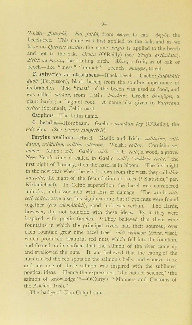 Welsh : jfaivydd. Bat, faidh, from <l>dyo>, to eat. 'jn/yj, the beech-tree. 1 his name was first applied to the oak, and as we have no Quercus esculus, the name Fagus is applied to the beech and not to the oak. Oruin (O’Reilly) (see Thuja articulata'). Beith na measa, the fruiting birch. Meas, a fruit, as of oak or beech like “ mess,” “ munch.” French : manger, to eat. F. sylvatica var. atrorubens -Black beech. Gaelic: faidhbhile dubh (Fergusson), black beech, from the sombre appearance of its branches. Ihe “mast” of the beech was used as food, and was called bachar, from Latin : bacchar; Greek: /Jd/rxa/u?, a plant having a fragrant root. A name also given to Valeriana celtica (Sprengel), Celtic nard. Carpinus—The Latin name. C. betulus—Hornbeam. Gaelic: leamhan bog (O’Reilly), the soft elm. (See Ulmus campestris). Corylus avellana—Hazel. Gaelic and Irish: calltuinn, call- dainn, callduinn, cailtin, colluinn. Welsh : calien. Cornish : col. widen. Manx: coll. Gaelic: coill. Irish: coill, a wood, a grove. New Year’s time is called in Gaelic, coill; “oidhche coille,” the first night of January, then the hazel is in bloom. The first night in the new year when the wind blows from the west, they call dair na coille, the night of the fecundation of trees (“Statistics,” par. Kirkmichael). In Celtic superstition the hazel was considered unlucky, and associated with loss or damage The words call, coll, collen, have also this signification; but if two nuts were found together (aio ch'omhlaich), good luck was certain. The Bards, however, did not coincide with these ideas. By it they were inspired with poetic fancies. “They believed that there were fountains in which the principal rivers had their sources; over each fountain grew nine hazel trees, caill crinmon (crina, wise), which produced beautiful red nuts, which fell into the fountain, and floated on its surface, that the salmon of the river came up and swallowed the nuts. It was believed that the eating of the nuts caused the red spots on the salmon’s belly, and whoever took and ate one of these salmon was inspired with the sublimest poetical ideas. Hence the expressions, ‘the nuts of science,’ ‘the salmon of knowledge.’ ”—O’Curry’s “ Manners and Customs of the Ancient Irish.” The badge of Clan Colquhoun.