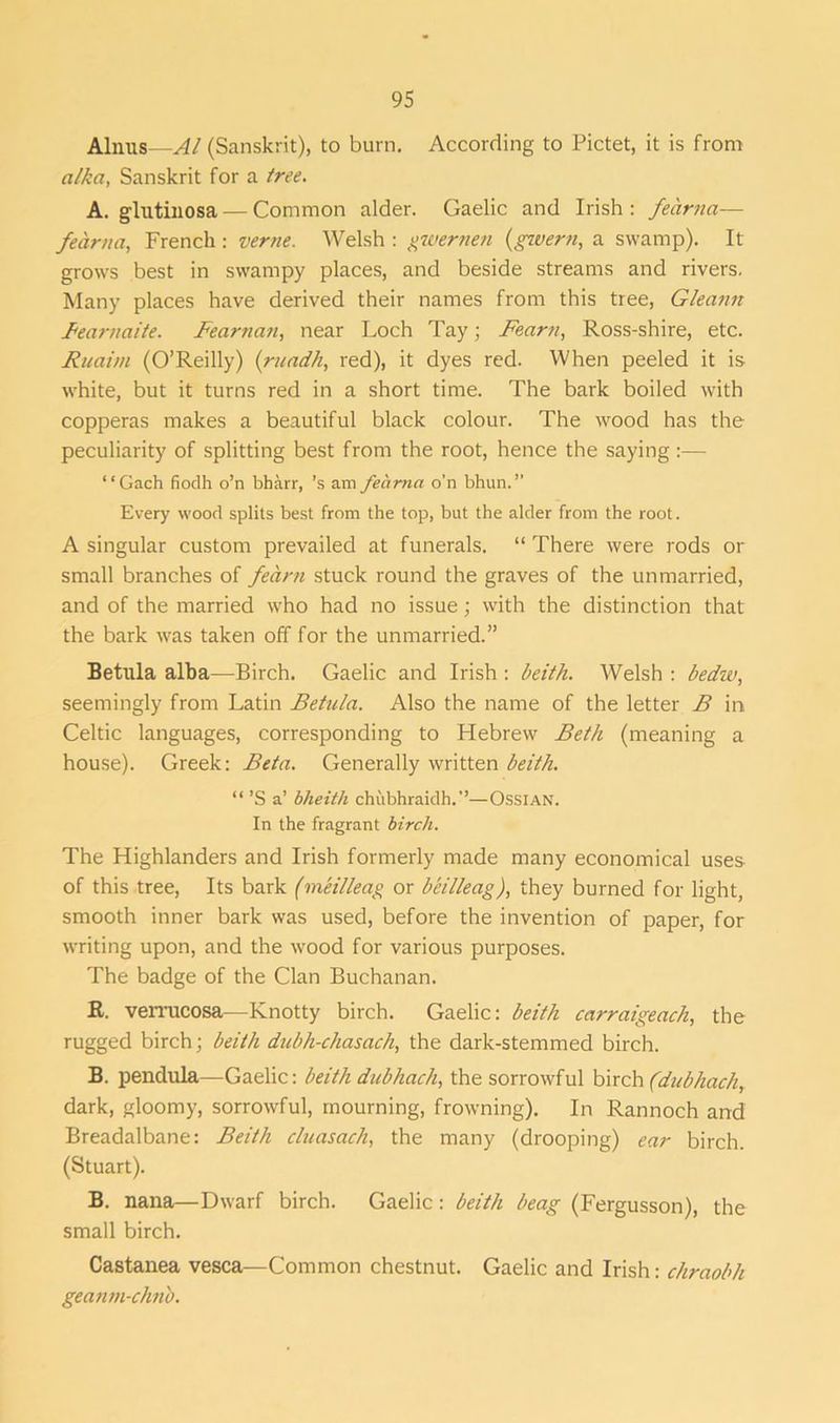 Alnus—Al (Sanskrit), to burn. According to Pictet, it is from a/ka, Sanskrit for a tree. A. glntinosa — Common alder. Gaelic and Irish: fearna— fearna, French: verne. Welsh : gwernen (govern, a swamp). It grows best in swampy places, and beside streams and rivers. Many places have derived their names from this tree, Gleann Fearnaite. Fearnan, near Loch Tay; Fearn, Ross-shire, etc. Rnaim (O’Reilly) (rundh, red), it dyes red. When peeled it is white, but it turns red in a short time. The bark boiled with copperas makes a beautiful black colour. The wood has the peculiarity of splitting best from the root, hence the saying:— “Gach fiodh o’n bbarr, ’s am fearna o'n bhun.” Every wood splits best from the top, but the alder from the root. A singular custom prevailed at funerals. “ There were rods or small branches of fearn stuck round the graves of the unmarried, and of the married who had no issue; with the distinction that the bark was taken off for the unmarried.” Betula alba—Birch. Gaelic and Irish : beith. Welsh : bedw, seemingly from Latin Betula. Also the name of the letter B in Celtic languages, corresponding to Hebrew Beth (meaning a house). Greek: Beta. Generally written beith. “ ’S a’ bheitli chubhraidh.’’—OssiAN. In the fragrant birch. The Highlanders and Irish formerly made many economical uses of this tree, Its bark (meilleag or beilleag), they burned for light, smooth inner bark was used, before the invention of paper, for writing upon, and the wood for various purposes. The badge of the Clan Buchanan. R. verrucosa—Knotty birch. Gaelic: beith carraigeach, the rugged birch; beith dubh-chasach, the dark-stemmed birch. B. pendula—Gaelic: beith dubhach, the sorrowful birch (dubhack, dark, gloomy, sorrowful, mourning, frowning). In Rannoch and Breadalbane: Beith cluasach, the many (drooping) ear birch. (Stuart). B. nana—Dwarf birch. Gaelic : beith beag (Fergusson), the small birch. Castanea vesca—Common chestnut. Gaelic and Irish: chraobh geanm-chnb.