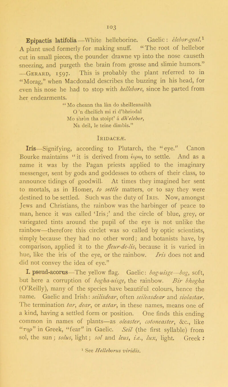 io3 Epipactis latifolia—White helleborine. Gaelic: elebor-geal.1 A plant used formerly for making snuff. “The root of hellebor cut in small pieces, the pounder drawne vp into the nose causeth sneezing, and purgeth the brain from grosse and slimie humors.” —Gerard, 1597. This is probably the plant referred to in “Morag,” when Macdonald describes the buzzing in his head, for .even his nose he had to stop with hellebore, since he parted from her endearments. “ Mo cheann tha lan do sheilleanaibh O ’n dheilich mi ri d’bhriodal Mo shron tha stoipt’ a dh'elebor, Na deil, le teine dirnbis.” iRlDACEdE. Iris—Signifying, according to Plutarch, the “eye.” Canon Bourke maintains “it is derived from eipw, to settle. And as a name it was by the Pagan priests applied to the imaginary messenger, sent by gods and goddesses to others of their class, to announce tidings of goodwill. At times they imagined her sent to mortals, as in Homer, to settle matters, or to say they were destined to be settled. Such was the duty of Iris. Now, amongst Jews and Christians, the rainbow was the harbinger of peace to man, hence it was called ‘Irisj’ and the circle of blue, grey, or variegated tints around the pupil of the eye is not unlike the rainbow—therefore this circlet was so called by optic scientists, simply because they had no other word; and botanists have, by comparison, applied it to the fleur-de-lis, because it is varied in hue, like the iris of the eye, or the rainbow. Iris does not and did not convey the idea of eye.” I. pseud-acorus—The yellow flag. Gaelic: bog-uisge—bog, soft, but here a corruption of bogha-uisge, the rainbow. Bir bhogha (O’Reilly), many of the species have beautiful colours, hence the name. Gaelic and Irish: seilisdear, often seileasdear and siolastar. The termination tar, dear, or astar, in these names, means one of a kind, having a settled form or position. One finds this ending common in names of plants—as oleaster, cotoneaster, &c., like “rqp” in Greek, “fear” in Gaelic. Sell (the first syllable) from sol, the sun ; solus, light; sol and leas, i.e., lux, light. Greek : See Helleborus viridis.