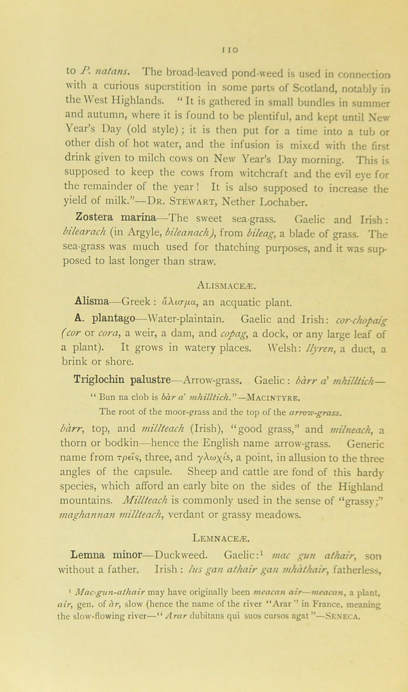 to P. natans. I lie broad-leaved pond-weed is used in connection with a curious superstition in some parts of Scotland, notably in the West Highlands. “It is gathered in small bundles in summer and autumn, where it is found to be plentiful, and kept until New Year’s Day (old style); it is then put for a time into a tub or other dish of hot water, and the infusion is mixed with the first drink given to milch cows on New Year’s Day morning. This is supposed to keep the cows from witchcraft and the evil eye for the remainder of the year! It is also supposed to increase the yield of milk.”—Dr. Stewart, Nether Lochaber. Zostera marina—The sweet sea-grass. Gaelic and Irish: bilearach (in Argyle, bileanach), from bileag, a blade of grass. The sea-grass was much used for thatching purposes, and it was sup- posed to last longer than straw. Ausmace/K. Alisma—Greek: aXur/xa, an acquatic plant. A. plantago—Water-plaintain. Gaelic and Irish: cor-chopaig (cor or corn, a weir, a dam, and copag, a dock, or any large leaf of a plant). It grows in watery places. Welsh: llyren, a duct, a brink or shore. Triglocliin palustre—Arrow-grass. Gaelic : bcirr a' mhilliich— “ Bun na clob is bar a' mhilltich.”—Macintyre. The root of the moor-grass and the top of the arrcnv-grass. barr, top, and millteach (Irish), “good grass,” and milneach, a thorn or bodkin—hence the English name arrow-grass. Generic name from rpels, three, and yAwx‘S, a point, in allusion to the three angles of the capsule. Sheep and cattle are fond of this hardy species, which afford an early bite on the sides of the Highland mountains. Millteach is commonly used in the sense of “grassy:” maghannan millteach, verdant or grassy meadows. L.EMNACE/E. Lemna minor—Duckweed. Gaelic:1 mac gun athair, son without a father. Irish : lus gan athair gan mhathair, fatherless, 1 Mac-gun-athair may have originally been tneacan air—meacan, a plant, air, gen. of ar, slow (hence the name of the river “ Arar ” in France, meaning the slow-flowing river—“ Arar dubitans qui suos cursos agat ”—Seneca.