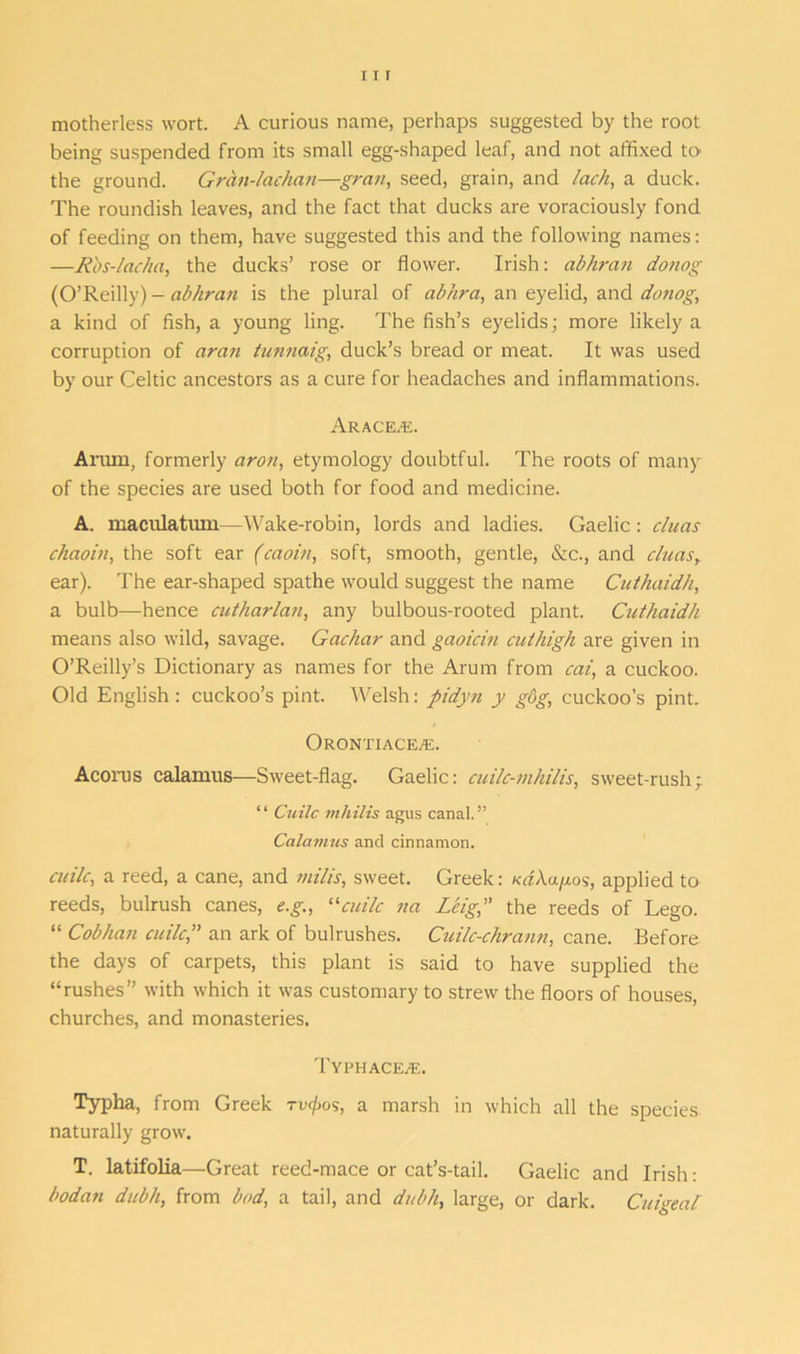 motherless wort. A curious name, perhaps suggested by the root being suspended from its small egg-shaped leaf, and not affixed to the ground. Gran-lachan—gran, seed, grain, and lack, a duck. The roundish leaves, and the fact that ducks are voraciously fond of feeding on them, have suggested this and the following names: —Rbs-lacha, the ducks’ rose or flower. Irish: abhran donog (O’Reilly) - abhran is the plural of abhra, an eyelid, and donog, a kind of fish, a young ling. The fish’s eyelids; more likely a corruption of aran tunnaig, duck’s bread or meat. It was used by our Celtic ancestors as a cure for headaches and inflammations. Arace.e. Anun, formerly aron, etymology doubtful. The roots of many of the species are used both for food and medicine. A. maculatum—Wake-robin, lords and ladies. Gaelic: cluas chaoin, the soft ear (caoin, soft, smooth, gentle, &c., and cluas, ear). The ear-shaped spathe would suggest the name Cuthaidh, a bulb—hence cutharlan, any bulbous-rooted plant. Cuthaidh means also wild, savage. Gachar and gaoicin cuthigh are given in O’Reilly’s Dictionary as names for the Arum from cai, a cuckoo. Old English : cuckoo’s pint. Welsh: pidyn y gog, cuckoo’s pint. OrONTIACEyE. Acorns calamus—Sweet-flag. Gaelic: cuilc-mhilis, sweet-rush “ Cuilc mhilis agus canal.” Calamus and cinnamon. cuilc, a reed, a cane, and mill's, sweet. Greek: udka/xos, applied to reeds, bulrush canes, e.g., “cuilc na Leig,” the reeds of Lego. “ Cobhan cuilc, an ark of bulrushes. Cuilc-chrann, cane. Before the days of carpets, this plant is said to have supplied the “rushes” with which it was customary to strew the floors of houses, churches, and monasteries. TyPHACEjE. Typha, from Greek tik/jos, a marsh in which all the species naturally grow. T. latifolia—Great reed-mace or cat’s-tail. Gaelic and Irish: bo dan dubh, from bod, a tail, and dubli, large, or dark. Cuigeal
