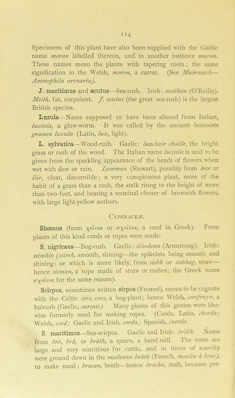 Specimens of this plant have also been supplied with the Gaelic name moran labelled thereon, and in another instance muran. These names mean the plants with tapering roots; the same signification in the Welsh, moron, a carrot. (See Muirneach— Ammophila arenaria). J. maritinvus and acutus—Sea-rush, Irish: meithan (O’Reilly). Meith, fat, corpulent. J. acutus (the great sea-rush) is the largest British species. Luzula—Name supposed to have been altered from Italian, lucciola, a glow-worm. It was called by the ancient botanists grameti luxulce (Latin, lux, light). L. sylvatica—Wood-rush. Gaelic: luachair clioille, the bright grass or rush of the wood. The Italian name lucciola is said to be given from the sparkling appearance of the heads of flowers when wet with dew or rain. Learman (Stewart), possibly from lear or leir, clear, discernible; a very conspicuous plant, more of the habit of a grass than a rush, the stalk rising to the height of more than two feet, and bearing a terminal cluster of brownish flowers, with large light-yellow anthers. CVPERACE/E. Shoenus (from yoivo% or cryoii'os, a cord in Greek). From plants of this kind cords or ropes were made. S. nigricans—Bog-rush. Gaelic: sciinhean (Armstrong). Irish: seimhin (seimh, smooth, shining—the spikelets being smooth and shining: or which is more likely, from siobh or siobhag, straw— hence sioman, a rope made of straw or rushes; the Greek name cryotvos for the same reason). Scirpus, sometimes written sirpus (Freund), seems to be cognate with the Celtic cirs, cors, a bog-plant; hence Welsh, corsfruyn, a bulrush (Gaelic, curcais) Many plants of this genius were like- wise formerly used for making ropes. (Cords, Latin, chorda; Welsh, cord; Gaelic and Irish, corda; Spanish, cuerda. S. maritimus—Sea-scirpus. Gaelic and Irish: brbbh. Name from brb, bra, or brath, a quern, a hand mill. The roots are large and very nutritious for cattle, and in times of scarcity were ground down in the muileann brath (French, tnouhn a bras), to make meal; bracati, broth—hence bracha, malt, because pre-