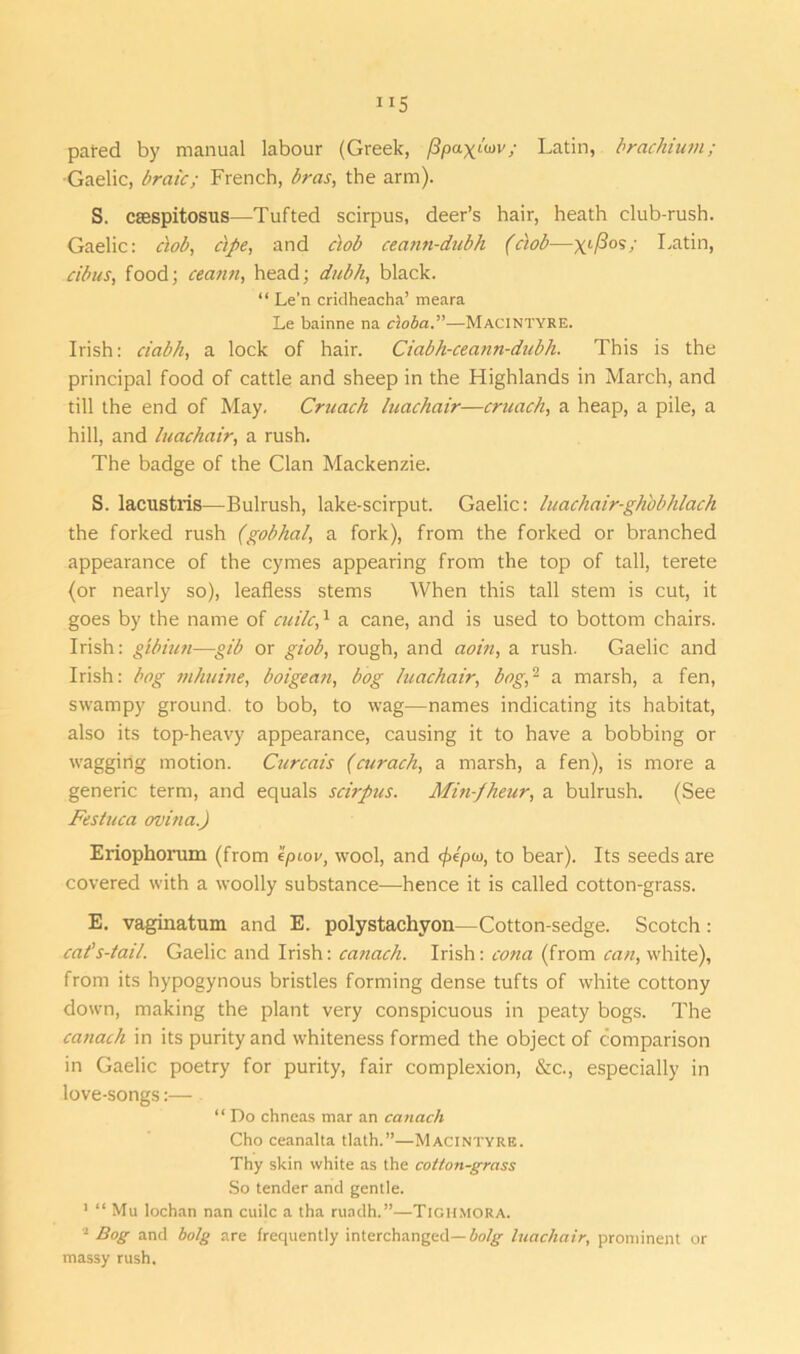 pared by manual labour (Greek, Ppagluv; Latin, brachium; Gaelic, braic; French, bras, the arm). S. csespitosus—Tufted scirpus, deer’s hair, heath club-rush. Gaelic: ctob, dpe, and dob ceann-dubh (dob—xi/^os/ Latin, cibus, food; ceann, head; dubh, black. “ Le’n cridheacha’ meara Le bainne na cloba.”—MACINTYRE. Irish: ciabh, a lock of hair. Ciabh-ceann-dubh. This is the principal food of cattle and sheep in the Highlands in March, and till the end of May. Cruach luachair—craach, a heap, a pile, a hill, and luachair, a rush. The badge of the Clan Mackenzie. S. lacnstris—Bulrush, lake-scirput. Gaelic: luachair-ghbbhlach the forked rush (gobhal, a fork), from the forked or branched appearance of the cymes appearing from the top of tall, terete (or nearly so), leafless stems When this tall stem is cut, it goes by the name of cui/c,1 a cane, and is used to bottom chairs. Irish: gibiuti—gib or giob, rough, and aoin, a rush. Gaelic and Irish: bog mhuine, boigean, bog luachair, bog,2 a marsh, a fen, swampy ground, to bob, to wag—names indicating its habitat, also its top-heavy appearance, causing it to have a bobbing or wagging motion. Curcais (curach, a marsh, a fen), is more a generic term, and equals scirpus. Min-fheur, a bulrush. (See Festuca ovina.) Eriophorum (from 'ipiov, wool, and <f>lpw, to bear). Its seeds are covered with a woolly substance—hence it is called cotton-grass. E. vaginatum and E. polystachyon—Cotton-sedge. Scotch: cat’s-tail. Gaelic and Irish: canach. Irish: con a (from can, white), from its hypogynous bristles forming dense tufts of white cottony down, making the plant very conspicuous in peaty bogs. The canach in its purity and whiteness formed the object of comparison in Gaelic poetry for purity, fair complexion, &c., especially in love-songs:— “ Do chneas mar an canach Cho ceanalta tlath.”—MacIntyre. Thy skin white as the cotton-grass So tender and gentle. 1 “ Mu lochan nan cuilc a tha ruadh.”—Tighmora. 1 Bog and bolg are frequently interchanged— bolg luachair, prominent or massy rush.