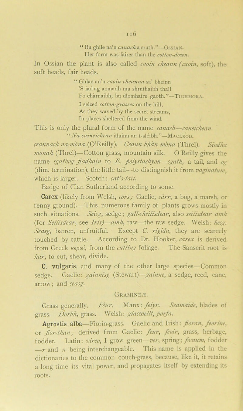 “ Bu ghile na’n canach a cruth.”—OssiAN. Her form was fairer than the co/ton-down. In Ossian the plant is also called caoin cheann (caoin, soft), the- soft heads, fair heads. “ Ghlac mi’n caoin cheanna sa’ bheinn ’S iad ag aomadh mu shruthaibh thall Fo charnaibh, bu dlomhaire gaoth.'’—Tigh.mora. I seized cotton-grasses on the hill, As they waved by the secret streams, In places sheltered from the wind. This is only the plural form of the name canach—caneichean. “ Na caineichean aluinn an t-sleibh.,:—Macleod. ceannach-na-mbna (O’Reilly). Ceann bhcin m'ona (Threl). Siodha monah (Threl)—Cotton grass, mountain silk. O Reilly gives the name sgathog fiadham to E. polystachyon—sgaih, a tail, and og (dim. termination), the little tail--to distingnish it from vaginatum, which is larger. Scotch: cat’s-tail. Badge of Clan Sutherland according to some. Carex (likely from Welsh, cars; Gaelic, cdrr, a bog, a marsh, or fenny ground).—This numerous family of plants grows mostly in such situations. Seisg, sedge; gall-sheilisdear, also seilisdear amh (for Seilisdear, see Iris)—amh, raw—the raw sedge. Welsh: hesg. Seasg, barren, unfruitful. Except C. rigida, they are scarcely touched by cattle. According to Dr. Hooker, carex is derived from Greek uepm, from the cutting foliage. The Sanscrit root is kar, to cut, shear, divide. C. vulgaris, and many of the other large species—Common sedge. Gaelic: gainnisg (Stewart)—gainne, a sedge, reed, cane, arrow: and seasg. GrAMINE/E. Grass generally. Fair. Manx: feiyr. Seamaide, blades of grass. Dorbh, grass. Welsh: g/aswellt, porfa. Agrostis alba—Fiorin-grass. Gaelic and Irish: fioran, fcorine, or fior-than; derived from Gaelic: fair, feoir, grass, herbage, fodder. Latin: vireo, I grow green—vcr, spring; fvnum, fodder —r and u being interchangeable. This name is applied in the dictionaries to the common couch-grass, because, like it, it retains a long time its vital power, and propagates itself by extending its roots.
