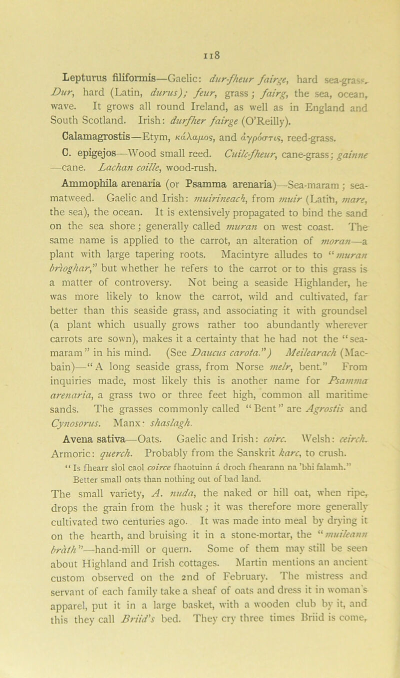 Lepturus filifonnis—Gaelic: dur-fheur fdirge, hard sea-gras-. Bur, hard (Latin, durus); feur, grass ; fairg, the sea, ocean, wave. It grows all round Ireland, as well as in England and South Scotland. Irish: durfher fairge (O’Reilly). Calamagrostis—Etym, raAa/xos, and uyp6o--is, reed-grass. C. epigejos—Wood small reed. Cuilc-fheur, cane-grass; gainne —cane. Lachan coille, wood-rush. Ammopliila arenaria (or Psamma arenaria)—Sea-maram ; sea- matweed. Gaelic and Irish: muirineach, from muir (Latin, mare, the sea), the ocean. It is extensively propagated to bind the sand on the sea shore; generally called muran on west coast. The same name is applied to the carrot, an alteration of ?norati—a plant with large tapering roots. Macintyre alludes to “muran bnoghar,” but whether he refers to the carrot or to this grass is a matter of controversy. Not being a seaside Highlander, he was more likely to know the carrot, wild and cultivated, far better than this seaside grass, and associating it with groundsel (a plant which usually grows rather too abundantly wherever carrots are sown), makes it a certainty that he had not the “sea- maram” in his mind. (See Baucus carota.) Meilearach (Mac- bain)—“A long seaside grass, from Norse melr, bent.” From inquiries made, most likely this is another name for Psamma aretiaria, a grass two or three feet high, common all maritime sands. The grasses commonly called “ Bent ” are Agrostis and Cynosorus. Manx: shaslagh. A vena sativa—Oats. Gaelic and Irish: coirc. Welsh: ceirch. Armoric: querch. Probably from the Sanskrit karc, to crush. “ Is fhearr slot caol coirce fhaotuinn a droch fhearann na ’bhi falamh.” Better small oats than nothing out of bad land. The small variety, A. nuda, the naked or hill oat, when ripe, drops the grain from the husk; it was therefore more generally cultivated two centuries ago. It was made into meal by drying it on the hearth, and bruising it in a stone-mortar, the “ muileatm brath ”—hand-mill or quern. Some of them may still be seen about Highland and Irish cottages. Martin mentions an ancient custom observed on the 2nd of February. The mistress and servant of each family take a sheaf of oats and dress it in woman s apparel, put it in a large basket, with a wooden club by it, and this they call Briid's bed. They cry three times Briid is come.