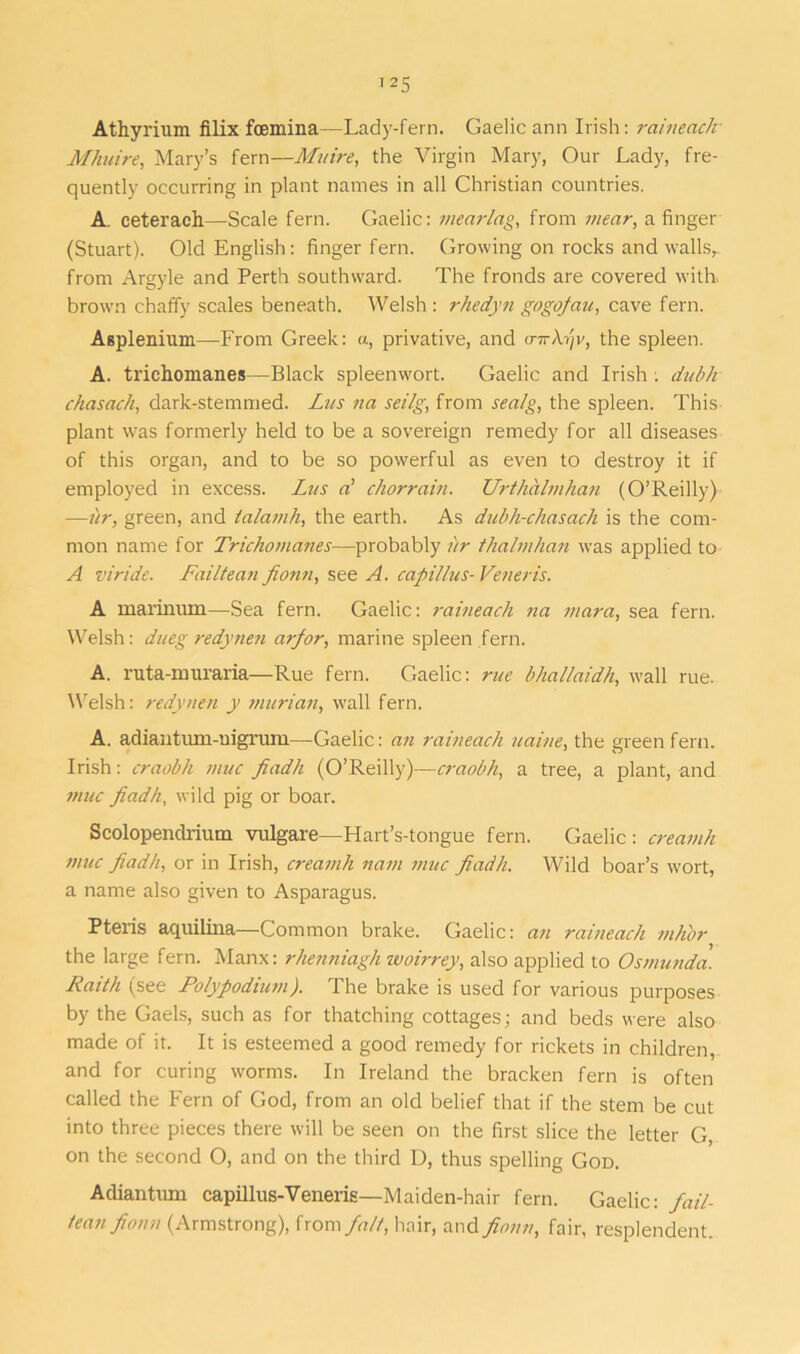 Athyrium filix foemina—Lady-fern. Gaelic ann Irish: raineach Mhuire, Mary’s fern—Muire, the Virgin Mary, Our Lady, fre- quently occurring in plant names in all Christian countries. A. ceterach—Scale fern. Gaelic: mearlag, from wear, a finger (Stuart). Old English: finger fern. Growing on rocks and walls,, from Argyle and Perth southward. The fronds are covered with, brown chaffy scales beneath. Welsh: rhedyn gogojau, cave fern. Asplenium—From Greek: a, privative, and cnrXt'jv, the spleen. A. trichomanes—Black spleenwort. Gaelic and Irish . dubh chasach, dark-stemmed. Lus na seilg, from sea/g, the spleen. This plant was formerly held to be a sovereign remedy for all diseases of this organ, and to be so powerful as even to destroy it if employed in excess. Lus a! chorrain. Urthalmhan (O’Reilly) —ur, green, and talamh, the earth. As dubh-chasach is the com- mon name for Trichoma?ies—probably ur thalmhan was applied to A viride. Failtean fionn, see A. capillus- Veneris. A marinum—Sea fern. Gaelic: raineach na niara, sea fern. Welsh: dueg redynen arfor, marine spleen fern. A. ruta-muraria—Rue fern. Gaelic: rue bhai/aidh, wall rue. Welsh: redynen y murian, wall fern. A. adiantiun-nigrum—Gaelic: an raineach uaine, the green fern. Irish: craobh nine fiadh (O’Reilly)—craobh, a tree, a plant, and mite fiadh, wild pig or boar. Scolopendrium vulgare—Hart’s-tongue fern. Gaelic : creamh muc fiadh, or in Irish, creamh nam muc fiadh. Wild boar’s wort, a name also given to Asparagus. Pteiis aquilina—Common brake. Gaelic: an rameacJi tnh'or the large fern. Manx: rhenniagh woirrey, also applied to Osmunda. Raith (see Polypodium). The brake is used for various purposes by the Gaels, such as for thatching cottages; and beds were also made of it. It is esteemed a good remedy for rickets in children, and for curing worms. In Ireland the bracken fern is often called the Fern of God, from an old belief that if the stem be cut into three pieces there will be seen on the first slice the letter G on the second O, and on the third U, thus spelling God. Adiantum capillus-Veneris—Maiden-hair fern. Gaelic: fail- lean fionn (Armstrong), from fait, hair, and fionn, fair, resplendent.