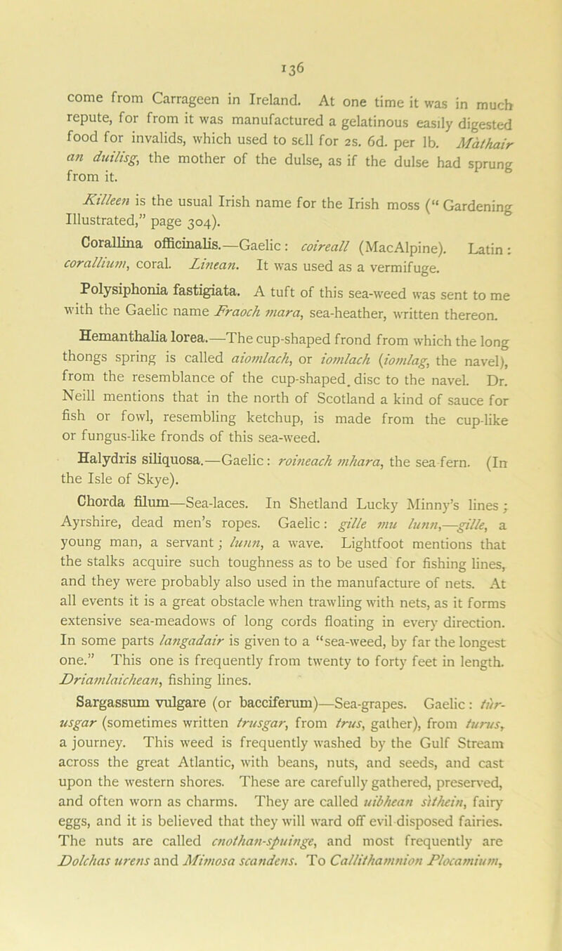 come from Carrageen in Ireland. At one time it was in much repute, for from it was manufactured a gelatinous easily digested food for invalids, which used to sell for 2s. 6d. per lb. Malhair an duilisg, the mother of the dulse, as if the dulse had sprung from it. Killeen is the usual Irish name for the Irish moss (“ Gardening Illustrated,” page 304). Corallina officinalis.— Gaelic : coireall (MacAlpine). Latin; coralhum, coral. Linean. It was used as a vermifuge. Polysiphonia fastigiata. A tuft of this sea-weed was sent to me with the Gaelic name Fraoch mara, sea-heather, written thereon. Hemanthalia lorea.—The cup-shaped frond from which the long thongs spring is called aiomlach, or lonilach (iomlag, the navel), from the resemblance of the cup-shaped, disc to the navel. Dr. Neill mentions that in the north of Scotland a kind of sauce for fish or fowl, resembling ketchup, is made from the cup-like or fungus-like fronds of this sea-weed. Halydris siliquosa.—Gaelic: roineach mhara, the sea fern. (In the Isle of Skye). Chorda filum—Sea-laces. In Shetland Lucky Minny’s lines ; Ayrshire, dead men’s ropes. Gaelic: gille mu lunn—gille, a young man, a servant; hum, a wave. Lightfoot mentions that the stalks acquire such toughness as to be used for fishing lines, and they were probably also used in the manufacture of nets. At all events it is a great obstacle when trawling with nets, as it forms extensive sea-meadows of long cords floating in every direction. In some parts langadair is given to a “sea-weed, by far the longest one.” This one is frequently from twenty to forty feet in length. Driamlaichean, fishing lines. Sargassum vulgare (or bacciferum)—Sea-grapes. Gaelic : tur- usgar (sometimes written trusgar, from trus, gather), from turns, a journey. This weed is frequently washed by the Gulf Stream across the great Atlantic, with beans, nuts, and seeds, and cast upon the western shores. These are carefully gathered, preserved, and often worn as charms. They are called uibhean sithein, fairy eggs, and it is believed that they will ward off evil disposed fairies. The nuts are called cnothan-spuinge, and most frequently are Dolchas urens and Mimosa scandens. To Callithamnion Plocamium,