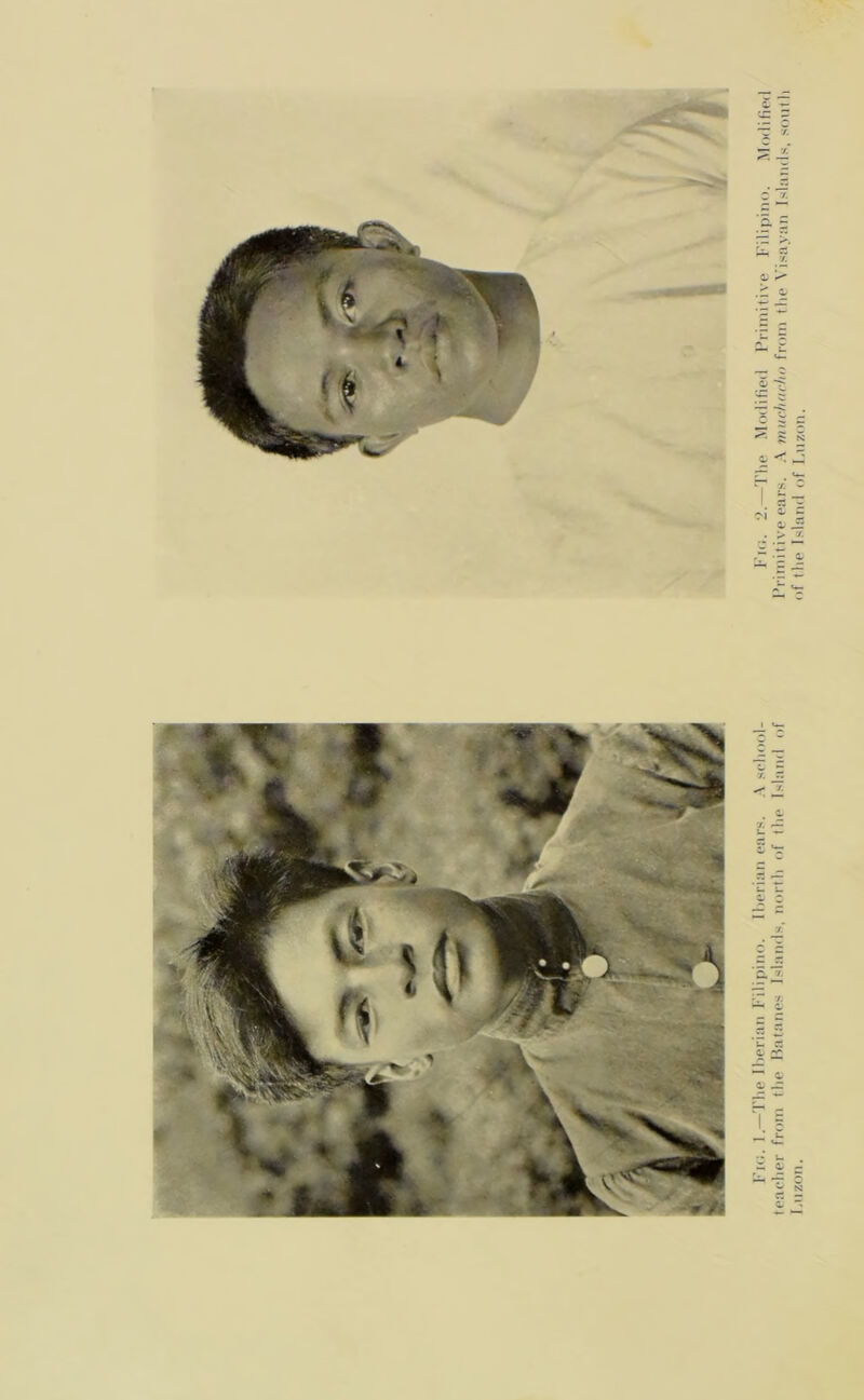 Fig. 1.—The Iberian Filipino. Iberian ears. A school- Fig. 2.—The Modified Primitive Filipino. Modified teacher from the Batanes Islands, north of the Island of Primitive ears. A muchacho from the Yisayan Islands, south Luzon. of the Island of Luzon.