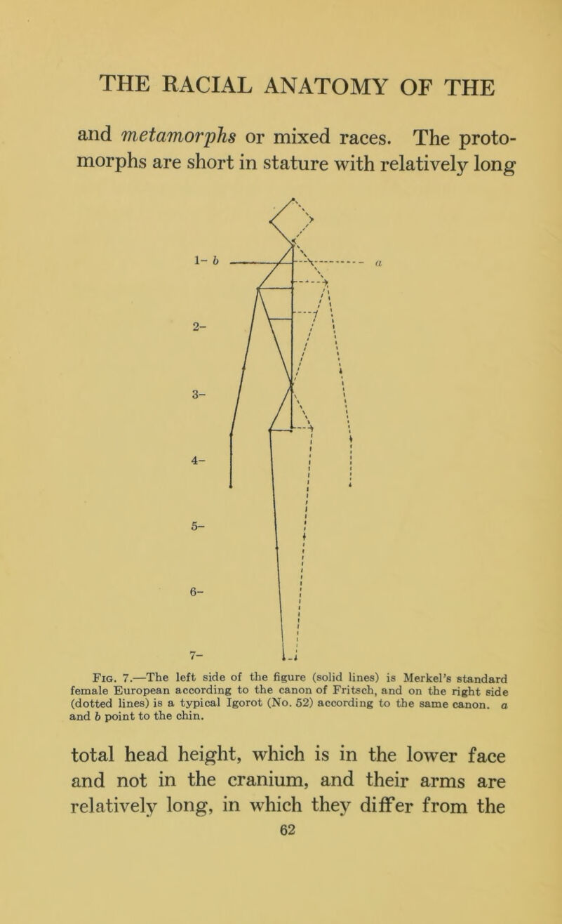 and metamorphs or mixed races. The proto- morphs are short in stature with relatively long Fig. 7.—The left side of the figure (solid lines) is Merkel’s standard female European according to the canon of Fritsch, and on the right side (dotted lines) is a typical Igorot (No. 52) according to the same canon, a and b point to the chin. total head height, which is in the lower face and not in the cranium, and their arms are relatively long, in which they differ from the