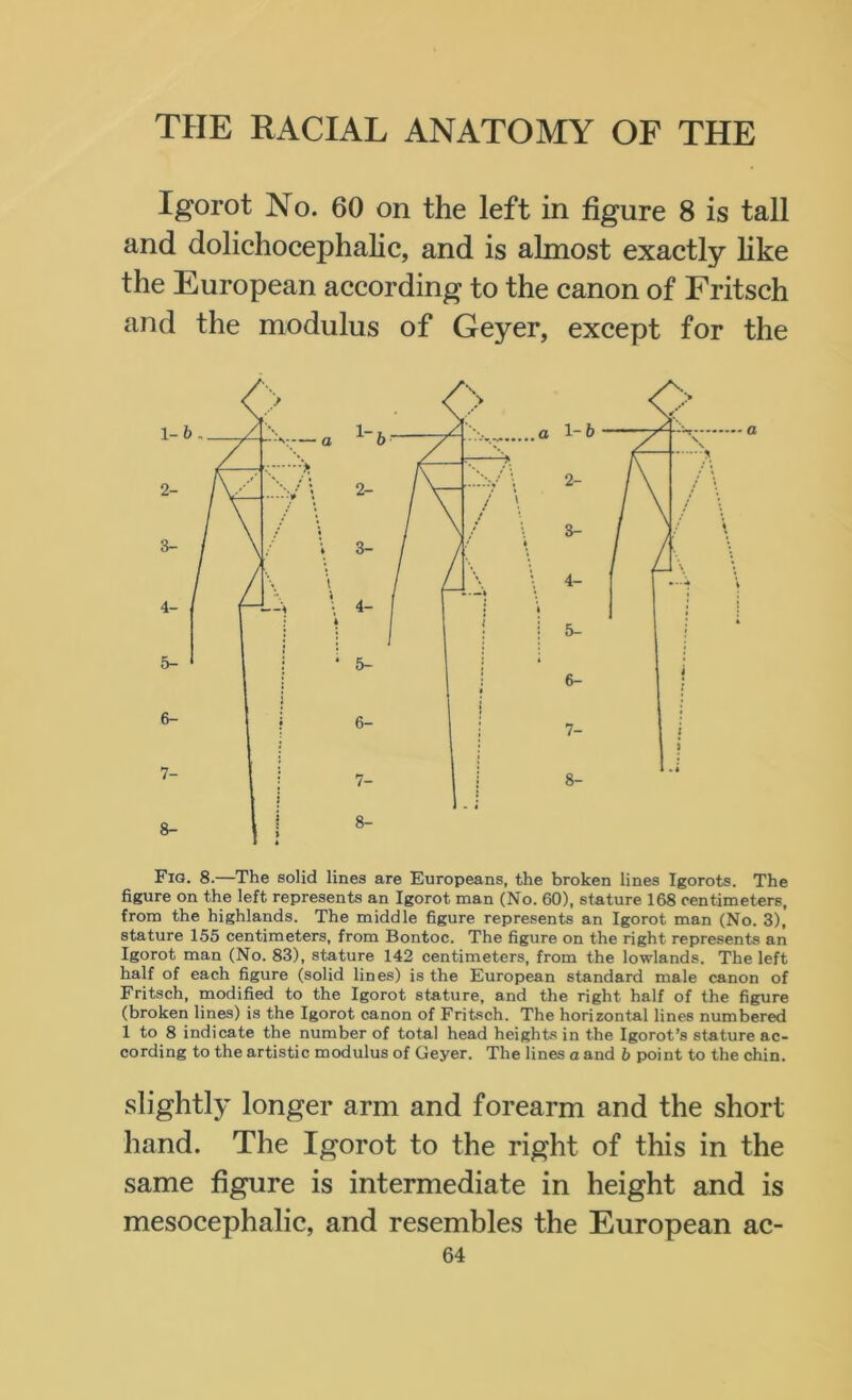 Igorot No. 60 on the left in figure 8 is tall and dolichocephalic, and is almost exactly like the European according to the canon of Fritsch and the modulus of Geyer, except for the Fig. 8.—The solid lines are Europeans, the broken lines Igorots. The figure on the left represents an Igorot man (No. 60), stature 168 centimeters, from the highlands. The middle figure represents an Igorot man (No. 3), stature 155 centimeters, from Bontoc. The figure on the right represents an Igorot man (No. 83), stature 142 centimeters, from the lowlands. The left half of each figure (solid lines) is the European standard male canon of Fritsch, modified to the Igorot stature, and the right half of the figure (broken lines) is the Igorot canon of Fritsch. The horizontal lines numbered 1 to 8 indicate the number of total head heights in the Igorot’s stature ac- cording to the artistic modulus of Geyer. The lines a and b point to the chin. slightly longer arm and forearm and the short hand. The Igorot to the right of this in the same figure is intermediate in height and is mesocephalic, and resembles the European ac-