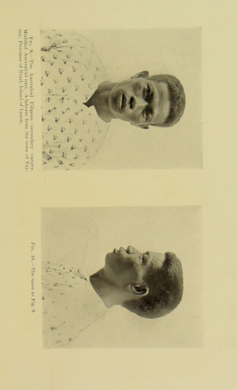 I’ic. 9.—The Australoid Filipino secondary variety. Modified Australoid ears. A laborer from the town of Tay-