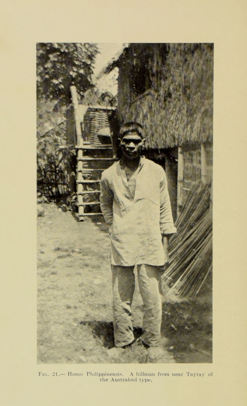 Fig. 21.— Homo Plnlippinensis. A hillman from near Taytay of the Australoid type.