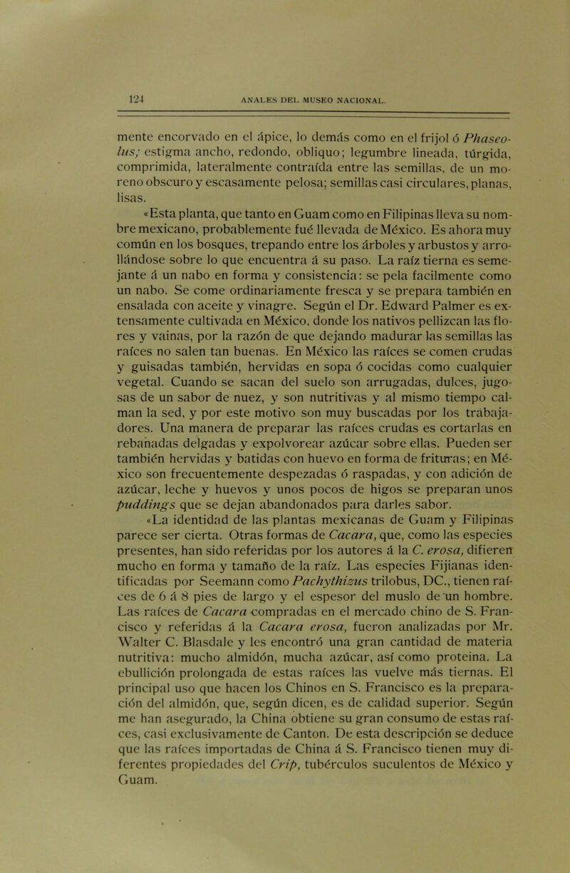 mente encorvado en el ápice, lo demás como en el frijol ó Phaseo- lus; estigma ancho, redondo, obliquo; legumbre lineada, túrgida, comprimida, lateralmente contraída entre las semillas, de un mo- reno obscuro y escasamente pelosa; semillas casi circulares, planas, lisas. «Esta planta, que tanto en Guam como en Filipinas lleva su nom- bre mexicano, probablemente fué llevada de México. Es ahora muy común en los bosques, trepando entre los árboles y arbustos y arro- llándose sobre lo que encuentra á su paso. La raíz tierna es seme- jante á un nabo en forma y consistencia: se pela fácilmente como un nabo. Se come ordinariamente fresca y se prepara también en ensalada con aceite y vinagre. Según el Dr. Edward Palmer es ex- tensamente cultivada en México, donde los nativos pellizcan las flo- res y vainas, por la razón de que dejando madurar las semillas las raíces no salen tan buenas. En México las raíces se comen crudas y guisadas también, hervidas en sopa ó cocidas como cualquier vegetal. Cuando se sacan del suelo son arrugadas, dulces, jugo- sas de un sabor de nuez, y son nutritivas y al mismo tiempo cal- man la sed, y por este motivo son muy buscadas por los trabaja- dores. Una manera de preparar las raíces crudas es cortarlas en • o rebanadas delgadas y expolvorear azúcar sobre ellas. Pueden ser también hervidas y batidas con huevo en forma de frituras; en Mé- xico son frecuentemente despezadas ó raspadas, y con adición de azúcar, leche y huevos y unos pocos de higos se preparan unos puddings que se dejan abandonados para darles sabor. «La identidad de las plantas mexicanas de Guam y Filipinas parece ser cierta. Otras formas de Cacara, que, como las especies presentes, han sido referidas por los autores á la C. erosa, difieren mucho en forma y tamaño de la raíz. Las especies Fijianas iden- tificadas por Seemann como Pachythisus trilobus, DC., tienen raí- ces de 6 á 8 pies de largo y el espesor del muslo de un hombre. Las raíces de Cacara compradas en el mercado chino de S. Fran- cisco y referidas á la Cacara erosa, fueron analizadas por Mr. Walter C. Blasdale y les encontró una gran cantidad de materia nutritiva: mucho almidón, mucha azúcar, así como proteina. La ebullición prolongada de estas raíces las vuelve más tiernas. El principal uso que hacen los Chinos en S. Francisco es la prepara- ción del almidón, que, según dicen, es de calidad superior. Según me han asegurado, la China obtiene su gran consumo de estas raí- ces, casi exclusivamente de Cantón. De esta descripción se deduce que las raíces importadas de China á S. Francisco tienen muy di- ferentes propiedades del Crip, tubérculos suculentos de México y Guam.