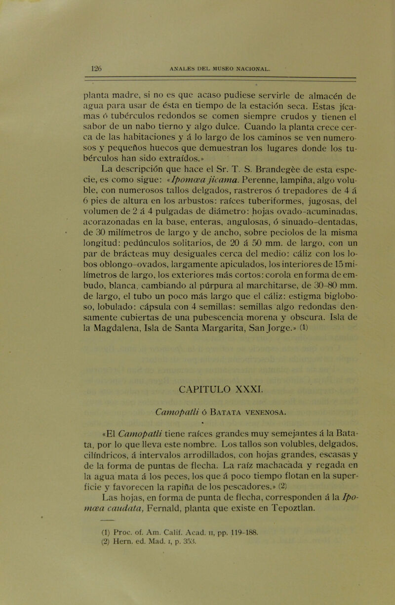 planta madre, si no es que acaso pudiese servirle de almacén de agua para usar de ésta en tiempo de la estación seca. Estas jica- mas ó tubérculos redondos se comen siempre crudos y tienen el sabor de un nabo tierno y algo dulce. Cuando la planta crece cer- ca de las habitaciones y á lo largo de los caminos se ven numero- sos y pequeños huecos que demuestran los lugares donde los tu- bérculos han sido extraídos.» La descripción que hace el Sr. T. S. Brandegée de esta espe- cie, es como sigue: «Ipomcea jicama. Perenne, lampiña, algo volu- ble, con numerosos tallos delgados, rastreros ó trepadores de 4 á 6 pies de altura en los arbustos: raíces tuberiformes, jugosas, del volumen de 2 á 4 pulgadas de diámetro: hojas ovado-acuminadas, acorazonadas en la base, enteras, angulosas, ó sinuado-dentadas, de 30 milímetros de largo y de ancho, sobre peciolos de la misma longitud: pedúnculos solitarios, de 20 á 50 mm. de largo, con un par de brácteas muy desiguales cerca del medio: cáliz con los lo- bos oblongo-ovados, largamente apiculados, los interiores de 15 mi- límetros de largo, los exteriores más cortos: corola en forma de em- budo, blanca, cambiando al púrpura al marchitarse, de 30-80 mm. de largo, el tubo un poco más largo que el cáliz: estigma biglobo- so, lobulado: cápsula con 4 semillas: semillas algo redondas den- samente cubiertas de una pubescencia morena y obscura. Isla de la Magdalena, Isla de Santa Margarita, San Jorge.» (l) CAPITULO XXXI. Camopatli ó Batata venenosa. «El Camopatli tiene raíces grandes muy semejantes á la Bata- ta, por lo que lleva este nombre. Los tallos son volubles, delgados, cilindricos, á intervalos arrodillados, con hojas grandes, escasas y de la forma de puntas de flecha. La raíz machacada y regada en la agua mata á los peces, los que á poco tiempo flotan en la super- ficie y favorecen la rapiña de los pescadores.» (2) Las hojas, en forma de punta de flecha, corresponden á la Ipo- moea caudata, Fernald, planta que existe en Tepoztlan. (1) Proc. oí. Am. Calif. Acad. n, pp. 119-188.