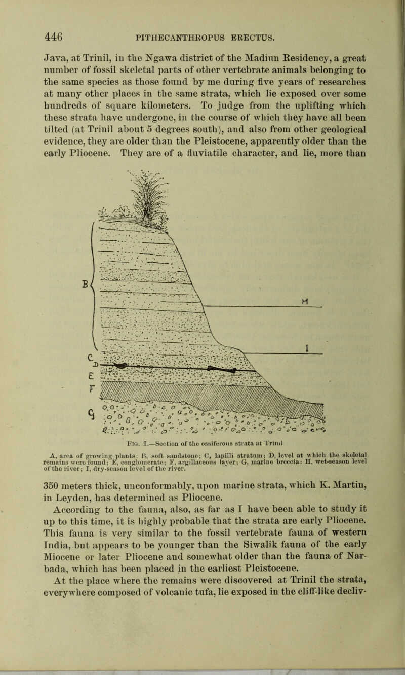 Java, at Triuil, iu tlie Ngawa district of the Madinn Eesidency, a great number of fossil skeletal parts of other vertebrate animals belonging to the same species as those found by me during five years of researches at many other places in the same strata, which lie exposed over some hundreds of square kilometers. To judge from the uplifting which these strata have undergone, in the course of which they have all been tilted (at Trinil about 5 degrees south), and also from other geological evidence, they are older than the Pleistocene, apparently older than the early Pliocene. They are of a fiuviatile character, and lie, more than A, area of growing plants; B, soft sandstone; C, lapilli stratum; D, level at which the skeletal remains were found; E, conglomerate; F, argillaceous layer; G, marine breccia: H, wet-season level of the river; I, dry-season level of the river, 350 meters thick, unconformably, fipon marine strata, which K. Martin, in Leyden, has determined as Pliocene. According to the fauna, also, as far as I have been able to study it up to this time, it is highly probable that the strata are early Pliocene. This fauna is very similar to the fossil vertebrate fauna of western India, but appears to be younger than the Siwalik fauna of the early Miocene or later Pliocene and somewhat older than the fauna of Nar- bada, which has been placed in the earliest Pleistocene. At the place where the remains were discovered at Trinil the strata, everywhere composed of volcanic tufa, lie exposed in the cliff*-like decliv-