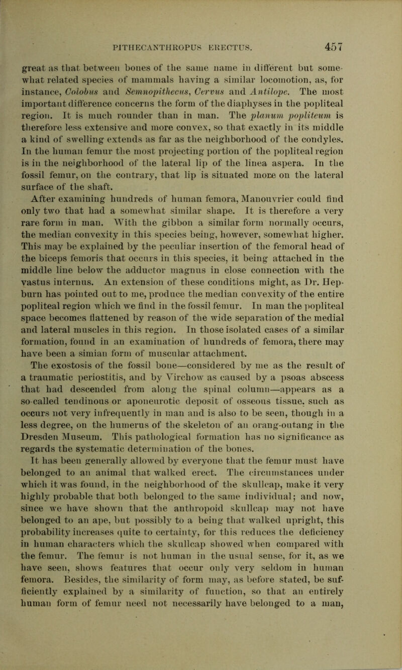 great as that between bones of the same name in different but some- what related species of mammals having a similar locomotion, as, for instance, Golobus and Semuopithecus^ Cervus and Antilope. The most important difference concerns the form of thediaphyses in the popliteal region. It is much rounder than in man. The planum popliteum is therefore less extensive and more convex, so that exactly in its middle a kind of swelling extends as far as the neighborhood of the condyles. In the human femur the most projecting x^ortion of the popliteal region is in the neighborhood of the lateral lii) of the linea aspera. In the fossil femur, on the contrary, that lip is situated more on the lateral surface of the shaft. After examining hundreds of human femora, Manouvrier could find only two that had a somewhat similar shape. It is therefore a very rare form in man. AYith the gibbon a similar form normally occurs, the median convexity in this species being, however, somewhat higher. This may be explained by the peculiar insertion of the femoral head of the biceps femoris that occurs in this species, it being attached in the middle line below the adductor magnus in close connection with the vastus interims. An extension of these conditions might, as Dr. Hep- burn has xiointed out to me, x^roduce the median convexity of the entire popliteal region which we find in the fossil femur. In man the ]ioxfiiteal space becomes flattened by reason of the wide sex3aration of the medial and lateral muscles in this region. In those isolated cases of a similar formation, found in an examination of hundreds of femora, there may have been a simian form of muscular attachment. The exostosis of the fossil bone—considered by me as the result of a traumatic x^eriostitis, and by Virchow as caused by a x^soas abscess that had descended from along the spinal column—apxiears as a so-called tendinous or aponeurotic dexiosit of osseous tissue, such as occurs not very infrequently in man and is also to be seen, though in a less degree, on the humerus of the skeleton of an orang-outang in the Dresden Museum. This pathological formation has no significance as regards the systematic determination of the bones. It has been generally allowed by everyone that the femur must have belonged to an animal that walked erect. The circumstances under which it was found, in the neighborhood of the skullcax), make it very highly probable that both belonged to the same individual; and now, since we have shown that the anthrox:)oid skullcap may not have belonged to an ape, but x)ossibly to a being that walked ux^right, this Xirobability increases quite to certainty, for this reduces the deficiency in human characters which the skullcap showed when comxiared with the femur. The femur is not human in the usual sense, for it, as we have seen, shows features that occur only very seldom in human femora. Besides, the similarity of form may, as before stated, be suf- ficiently explained by a similarity of function, so that an entirely human form of femur need not necessarily have belonged to a man,