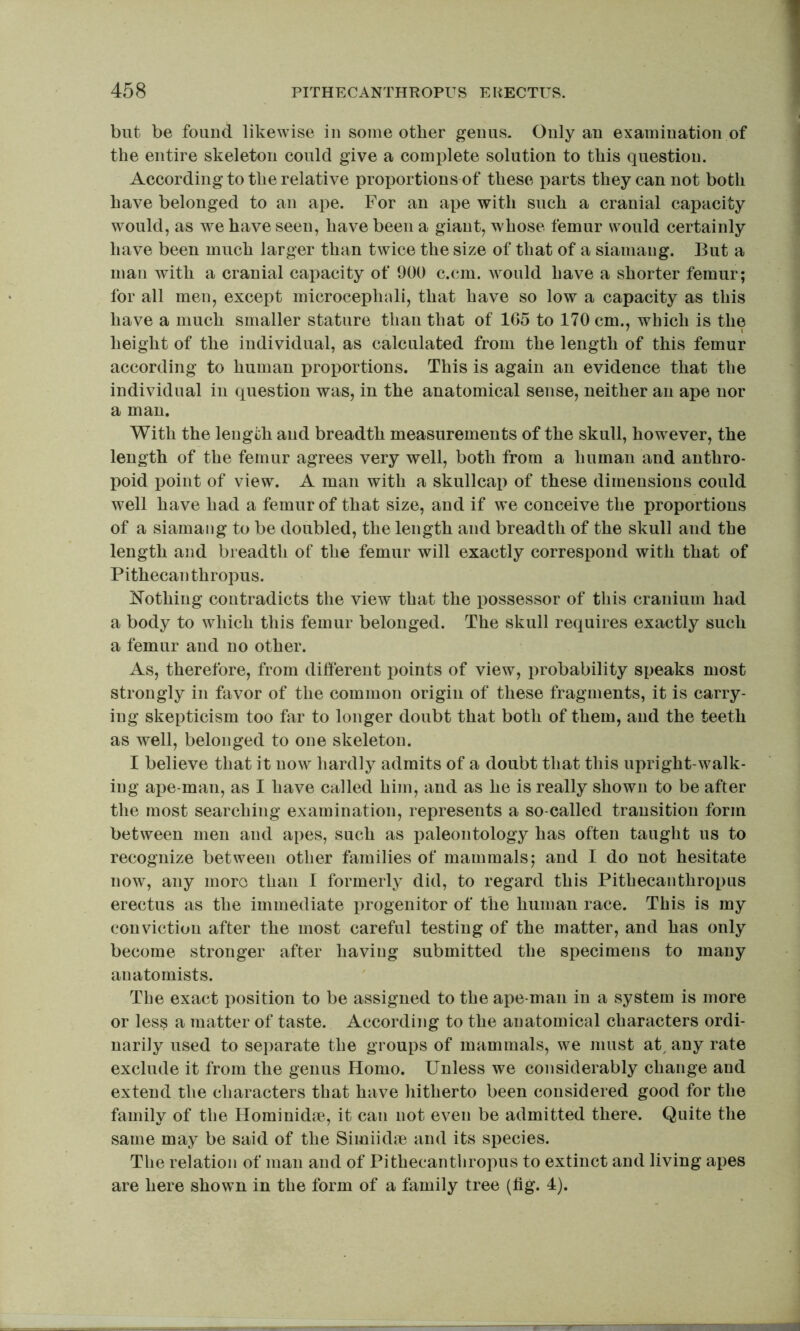 blit be found likewise in some other genus. Only an examination of the entire skeleton could give a complete solution to this question. According to the relative proportions of these parts they can not both have belonged to an ape. For an ape with such a cranial capacity would, as we have seen, have been a giant, whose femur would certainly have been much larger than twice the size of that of a siamang. But a man with a cranial capacity of 900 c.cm. would have a shorter femur; for all men, except microceplmli, that have so low a capacity as this have a much smaller stature than that of 1G5 to 170 cm., which is the height of the individual, as calculated from the length of this femur according to human proportions. This is again an evidence that the individual in question was, in the anatomical sense, neither an ape nor a man. With the length and breadth measurements of the skull, however, the length of the femur agrees very well, both from a human and anthro- poid point of view. A man with a skullcap of these dimensions could well have had a femur of that size, and if we conceive the proportions of a siamang to be doubled, the length and breadth of the skull and the length and breadth of the femur will exactly correspond with that of Pithecanthropus. Nothing contradicts the view that the possessor of this cranium had a body to which this femur belonged. The skull requires exactly such a femur and no other. As, therefore, from different iioints of view, probability speaks most strongly in favor of the common origin of these fragments, it is carry- ing skepticism too far to longer doubt that both of them, and the teeth as well, belonged to one skeleton. I believe that it now hardly admits of a doubt that this upright-walk- ing ape-man, as I have called him, and as he is really shown to be after the most searching examination, represents a so-called transition form between men and apes, such as iialeontology has often taught us to recognize between other families of mammals; and I do not hesitate now, any more than I formerly did, to regard this Pithecanthropus erectus as the immediate progenitor of the human race. This is my conviction after the most careful testing of the matter, and has only become stronger after having submitted the specimens to many anatomists. Tlie exact position to be assigned to the ape-man in a system is more or less a matter of taste. According to the anatomical characters ordi- narily used to separate the groups of mammals, we must at, any rate exclude it from the genus Homo. Unless we considerably change and extend the characters that have hitherto been considered good for the family of the Hominidm, it can not even be admitted there. Quite the same may be said of the Simiidm and its species. The relation of man and of Pithecanthropus to extinct and living apes are here shown in the form of a family tree (tig. 4).