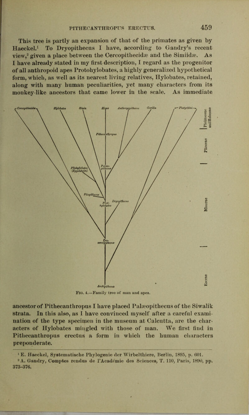 This tree is partly an expansion of that of the primates as given by Haeckel.^ To Dryopithecus I have, according to Gandry’s recent view,^ given a place between the Gercopithecidm and the Simiidm. As I have already stated in my first description, I regard as the progenitor of all anthropoid apes Protohylobates, a highly generalized hypothetical form, which, as well as its nearest living relatives, Hylobates, retained, along with many human peculiarities, yet many characters from its monkey-like ancestors that came lower in the scale. As immediate ancestor of Pithecanthropus I have placed Palmopithecus of the Siwalik strata. In this also, as I have convinced myself after a careful exami- nation of the type specimen in the museum at Calcutta, are the char- acters of Hylobates mingled with those of man. We first find in Pithecanthropus erectus a form in wliicli the human clniracters preponderate. 1 E. Haeckel, S.ystematische Phylogenie der Wirbeltliiere, Berlin, 1895, p. 601. 2 A. Gaudry, Comptes reudus de I’Academie des Sciences, T. 110, Paris, 1890, pp. 373-376.