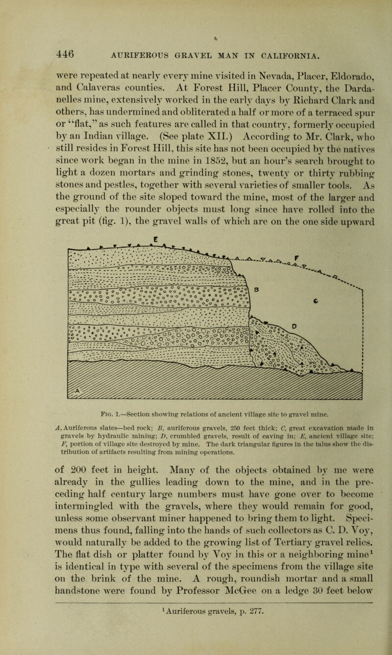 were repeated at nearly ever}- mine visited in Nevada, Placer, Eldorado, and Calaveras counties. At Forest Hill, Placer County, the Darda- nelles mine, extensively worked in the early days by Richard Clark and others, has undermined and obliterated a half or more of a terraced spur or ‘‘flat,” as such features are called in that country, formerly occupied by an Indian villag-e. (See plate XII.) According to Mr. Clark, who still resides in Forest Hill, this site has not been occupied by the natives since work began in the mine in 1852, but an hour’s search brought to light a dozen mortars and grinding stones, twenty or thirty rubbing stones and pestles, together with several varieties of smaller tools. As the ground of the site sloped toward the mine, most of the larger and especially the rounder objects must long since have rolled into the great pit (fig. 1), the gravel walls of which are on the one side upward Fig. 1.—Section showing relations of ancient village site to gravel mine. A, Auriferous slates—bed rock; B, auriferous gravels, 250 feet thick; C, great excavation made in gravels by hydraulic mining; D, crumbled gravels, result of caving in; E, ancient village site; F, portion of village site destroyed by mine. The dark triangular figures in the talus show the dis- tribution of artifacts resulting from mining operations. of 200 feet in height. Many of the objects obtained by me were already in the gullies leading down to the mine, and in the pre- ceding half century large numbers must have gone over to become intermingled with the gravels, where they would remain for good, unless some observant miner happened to bring them to light. Speci- mens thus found, falling into the hands of such collectors as C. D. V03, would naturally be added to the growing list of Tertiary gravel relics. The flat dish or platter found by Vo}^ in this or a neighboring mine^ is identical in type with several of the specimens from the village site on the brink of the mine. A rough, roundish mortar and a small handstone were found by Professor McGee on a ledge 30 feet below ^Auriferous gravels, p. 277.