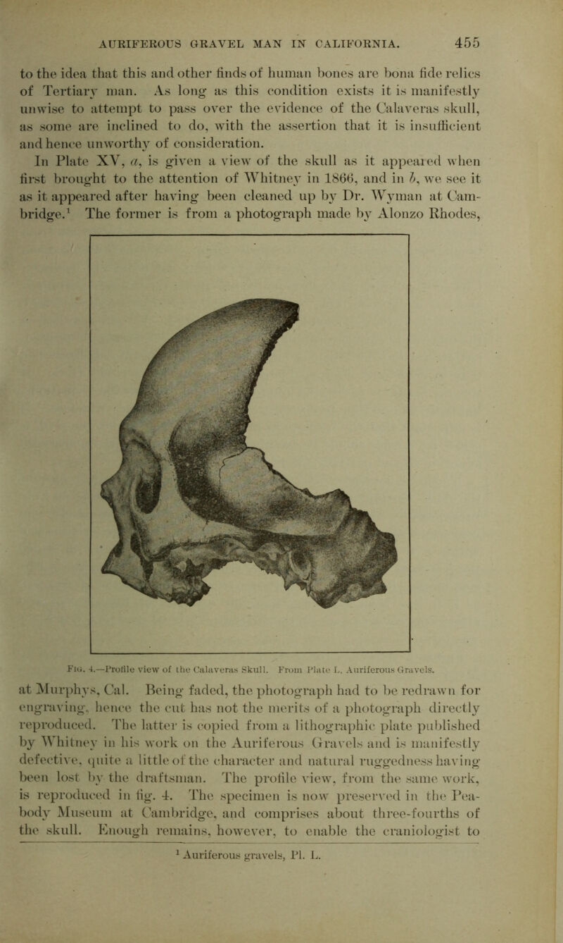 to the idea that this and other finds of human bones are bona fide relies of XertiaiT man. As long as this condition exists it is manifestly unwise to attempt to pass over the evidence of the Calaveras skull, as some are inclined to do, with the assertion that it is insufficient and hence unworthy of consideration. In Plate XV, a, is given a view of the skull as it appealed when first brought to the attention of Whitne}^ in 1866, and in />, we see it as it appeared after having been cleaned up by Dr. Wyman at Cam- bridge.^ The former is from a photograph made b\^ Alonzo Rhodes, Fig. 4.—Profile view of the Calaveras Skull. From Plate L, Auriferous Gravels. at Murphys, Cal. Being faded, the photograph had to be redrawn for engraving, hence the cut has not the merits of a photograph directly reproduced. The latter is copied from a lithographic plate published by Whitney in his work on the Auriferous Gravels and is manifestly defective, tpiite a little of the character and natural ruggedness having been lost by the draftsman. The profile view, from the same work, is reproduced in fig. 4. The specimen is now preserved in the Pea- body Museum at Cambridge, and comprises about three-fourths of the skull. Enough remains, however, to enable the craniologist to ^ Auriferous gravels, PI. L.