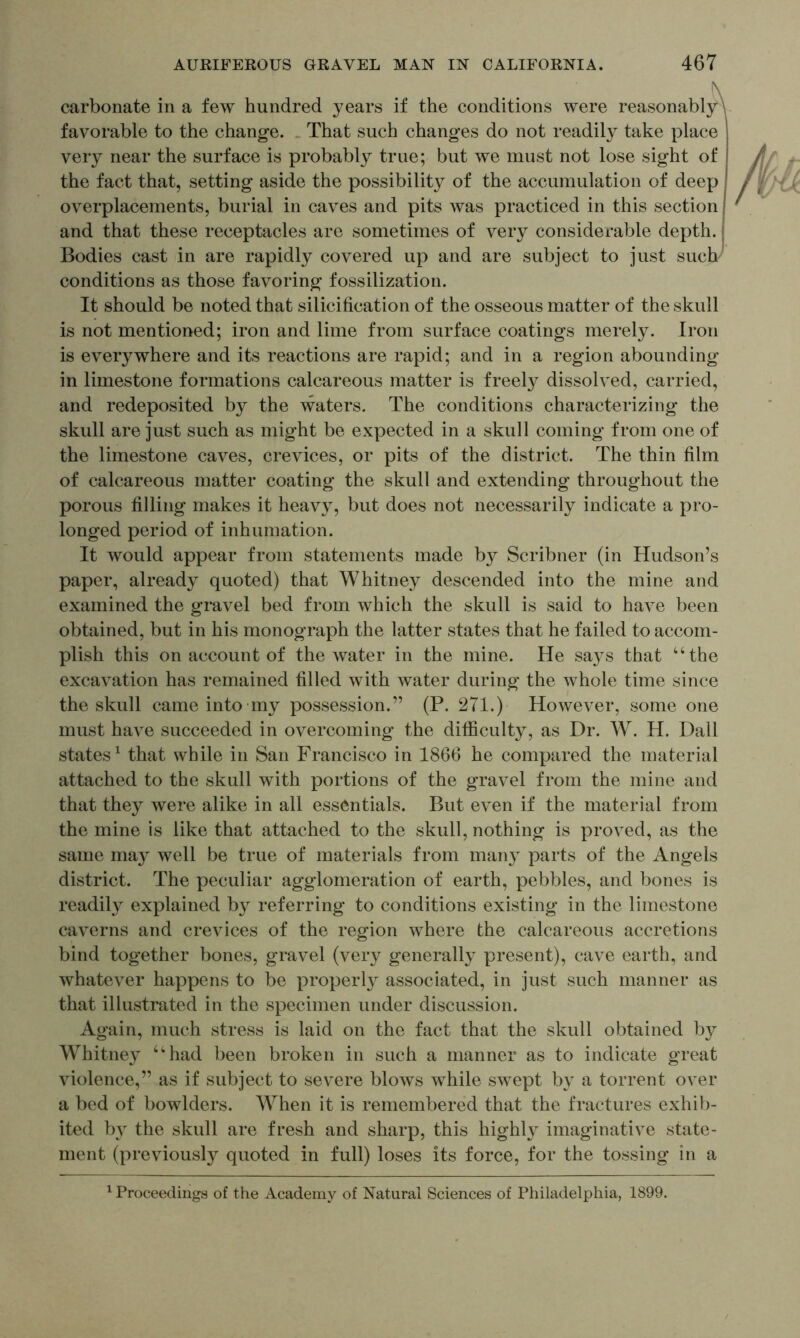 carbonate in a few hundred years if the conditions were reasonabl;^ favorable to the change. _ That such changes do not readily take place very near the surface is probably true; but we must not lose sight of the fact that, setting aside the possibility of the accumulation of deep overplacements, burial in caves and pits was practiced in this section and that these receptacles are sometimes of very considerable depth. Bodies cast in are rapidly covered up and are subject to just sucly conditions as those favoring fossilization. It should be noted that silicification of the osseous matter of the skull is not mentioned; iron and lime from surface coatings merely. Iron is everywhere and its reactions are rapid; and in a region abounding in limestone formations calcareous matter is freely dissolved, carried, and redeposited by the waters. The conditions characterizing the skull are just such as might be expected in a skull coming from one of the limestone caves, crevices, or pits of the district. The thin film of calcareous matter coating the skull and extending throughout the porous filling makes it heavy, but does not necessarily indicate a pro- longed period of inhumation. It would appear from statements made by Scribner (in Hudson’s paper, already quoted) that Whitney descended into the mine and examined the gravel bed from which the skull is said to have been obtained, but in his monograph the latter states that he failed to accom- plish this on account of the water in the mine. He says that “the excavation has remained filled with water during the whole time since the skull came into my possession.” (P. 271.) However, some one must have succeeded in overcoming the difficulty, as Dr. W. H. Dali states^ that while in San Francisco in 1866 he compared the material attached to the skull with portions of the gravel from the mine and that they were alike in all essentials. But even if the material from the mine is like that attached to the skull, nothing is proved, as the same may well be true of materials from many parts of the Angels district. The peculiar agglomeration of earth, pebbles, and bones is readily explained by referring to conditions existing in the limestone caverns and crevices of the region where the calcareous accretions bind together bones, gravel (very generally present), cave earth, and whatever happens to be properly associated, in just such manner as that illustrated in the specimen under discussion. Again, much stress is laid on the fact that the skull obtained by Whitney “had been broken in such a manner as to indicate great violence,” as if subject to severe blows while swept by a torrent over a bed of bowlders. When it is remembered that the fractures exhib- ited b} the skull are fresh and sharp, this highly imaginative state- ment (previously quoted in full) loses its force, for the tossing in a ^ Proceedings of the Academy of Natural Sciences of Philadelphia, 1899.