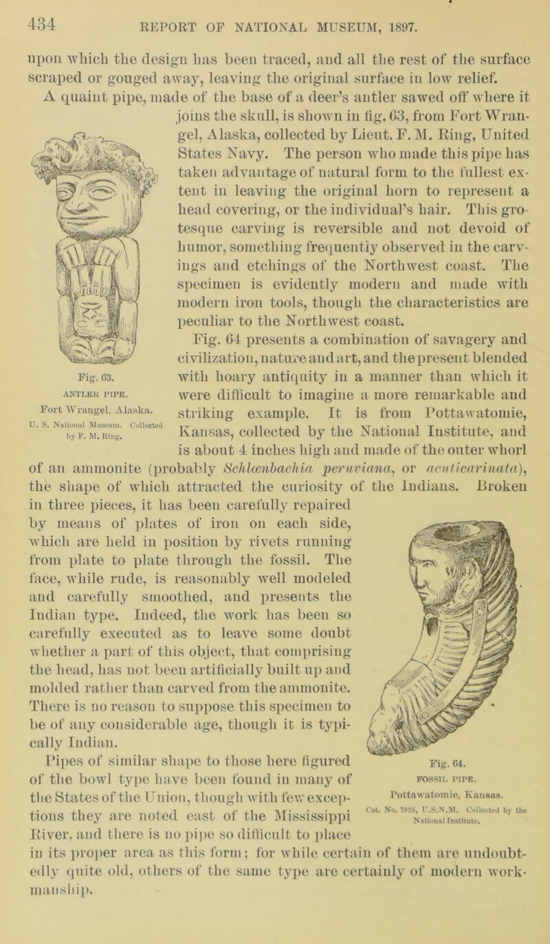 Fig. G3. ANTLER PIPE. Fort Wrangel, Alaska. U. S. National Museum. Collected by F. M. Ring1. upon which the design Inis been traced, and all the rest of the surface scraped or gouged away, leaving the original surface in low relief. A quaint pipe, made of the base of a deer’s antler sawed off where it joins the skull, is shown in fig. 63, from Fort Wran- gel, Alaska, collected by Lieut. F. M. Ring, United States Navy. The person who made this pipe has taken advantage of natural form to the fullest ex- tent in leaving the original horn to represent a head covering, or the individual’s hair. This gro- tesque carving is reversible and not devoid of humor, something frequently observed in the carv- ings and etchings of the Northwest coast. The specimen is evidently modern and made with modern iron tools, though the characteristics are peculiar to the Northwest coast. Fig. 64 presents a combination of savagery and civilization, nature and art, and the present blended with hoary antiquity in a manner than which it were difficult to imagine a more remarkable and striking example. It is from Pottawatomie, Kansas, collected by the National Institute, and is about 4 inches high and made of the outer whorl of an ammonite (probably Schlcenbaehia peruviana, or aeuticarinata), the shape of which attracted the curiosity of the Indians. Rrokeu in three pieces, it has been carefully repaired by means of plates of iron on each side, which are held in position by rivets running from plate to plate through the fossil. The face, while rude, is reasonably well modeled and carefully smoothed, and presents the Indian type. Indeed, the work has been so carefully executed as to leave some doubt whether a part of this object, that comprising the head, has not been artificially built up and molded rather than carved from the ammonite. There is no reason to suppose this specimen to be of any considerable age, though it is typi- cally Indian. Pipes of similar shape to those here figured of the bowl type have been found in many of the States of the Union, though with few excep- tions they are noted east of the Mississippi River, and there is no pipe so difficult to place in its proper area as this form; for while certain of them are undoubt- edly (piite old, others of the same type are certainly of modern work- manship. Fig. 64. FOSSIL PIPE. Pottawatomie, Kansas. Cat. No. 1825, U.S.N.M. Collected by the National Institute.