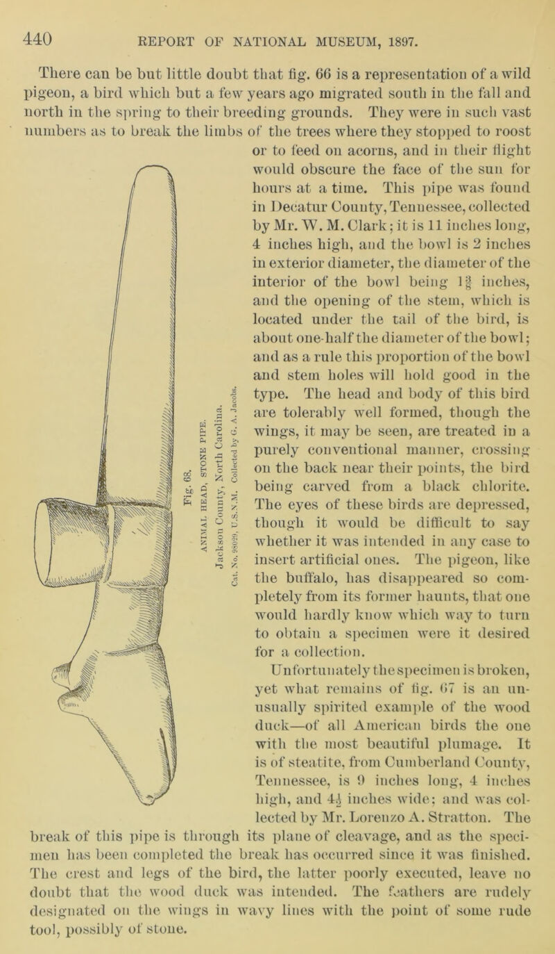CD fcC K H Ph a & o & CO p < a < 6 © o — ii There can be but little doubt that fig'. 66 is a representation of a wild pigeon, a bird which but a few years ago migrated south in the fall and north in the spring to their breeding grounds. They were in such vast numbers as to break the limbs of the trees where they stopped to roost or to feed on acorns, and in their flight would obscure the face of the sun for hours at a time. This pipe was found in Decatur County, Tennessee, collected by Mr. W. M. Clark; it is 11 inches long, 4 inches high, and the bowl is 2 inches in exterior diameter, the diameter of the interior of the bowl being If inches, and the opening of the stem, which is located under the tail of the bird, is about one-half the diameter of the bowl; and as a rule this proportion of the bowl and stem holes will hold good in the type. The head and body of this bird are tolerably well formed, though the wings, it may be seen, are treated in a purely conventional manner, crossing on the back near their points, the bird being carved from a black chlorite. The eyes of these birds are depressed, though it would be difficult to say whether it was intended in any case to insert artificial ones. The pigeon, like the buffalo, has disappeared so com- pletely from its former haunts, that one would hardly know which way to turn to obtain a specimen were it desired for a collection. Unfortunately the specimen is broken, yet what remains of fig. 07 is an un- usually spirited example of the wood duck—of all American birds the one with the most beautiful plumage. It is of steatite, from Cumberland County, Tennessee, is 9 inches long, 4 inches high, and 44 inches wide; and was col- lected by Mr. Lorenzo A. Stratton. The break of this pipe is through its plane of cleavage, and as the speci- men has been completed the break has occurred since it was finished. The crest and legs of the bird, the latter poorly executed, leave no doubt that the wood duck was intended. The feathers are rudely designated on the wings in wavy lines with the point of some rude tool, possibly of stone. O O © cc o a y in