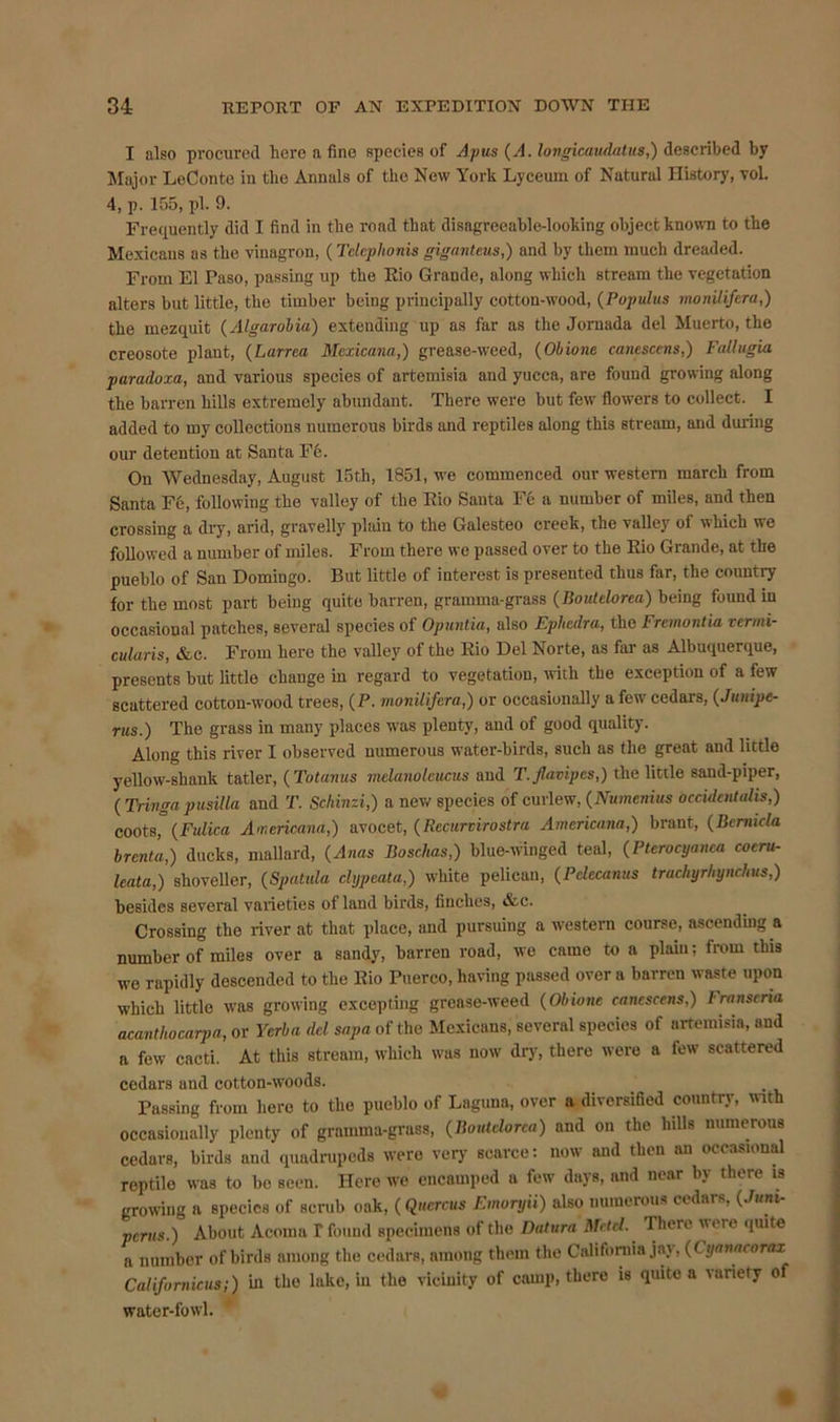 I also procured here a fine species of A pus (A. longicaudatus,) described by Major LoConte in the Annals of the New York Lyceum of Natural History, vol. 4, p. 155, pi. 9. Frequently did I find in the road that disagreeable-looking object known to the Mexicans as the vinagron, (Telcphonis giganteus,) and by them much dreaded. From El Paso, passing up the Rio Grande, along which stream the vegetation alters but little, the timber being principally cotton-wood, (Populus monilifera,) the mezquit (Algarobia) extending up as far as the Jornada del Muerto, the creosote plant, (Larrea Mexicana,) grease-weed, (Obione cauesccns,) Fallugia paraduxa, and various species of artemisia and yucca, are found growing along the barren hills extremely abundant. There were but few flowers to collect. I added to my collections numerous birds and reptiles along this stream, and during our detention at Santa Fe. On Wednesday, August 15th, 1851, we commenced our western march from Santa Fe, following the valley of the Rio Santa Fe a number of miles, and then crossing a dry, arid, gravelly plain to the Galesteo creek, the valley ol which we followed a number of miles. From there we passed over to the Rio Grande, at the pueblo of San Domingo. But little of interest is presented thus far, the country for the most part being quite barren, gramma-grass (Boutelorea) being found in occasional patches, several species of Opuntia, also Ephedra, the Fremontia rermi- cularis, &c. From here the valley of the Rio Del Norte, as far as Albuquerque, presents but little change in regard to vegetation, with the exception of a few scattered cotton-wood trees, (P. monilifera,) or occasionally a few cedars, (Junipe- ms.) The grass in many places was plenty, and of good quality. Along this river I observed numerous water-birds, such as the great and little yellow-shank tatler, ( Totanus melanolcucus and T.jlavipcs,) the little sand-piper, ( Tringa pusilla and T. Schinzi,) a new species of curlew, (Numenius occidentalis,) coots, (Fulica Americana,) avocet, (Recurvirostra Americana,) brant, (Bcrmcla brenta,) ducks, mallard, (Anas Boschas,) blue-winged teal, (Pterocyanca cocru- leata,) shoveller, (Spatula clypeata,) white pelican, (Pclecanus trachyrhynchus,) besides several varieties of land birds, finches, &c. Crossing the river at that place, and pursuing a western course, ascending a number of miles over a sandy, barren road, we came to a plaiu; from this we rapidly descended to the Rio Puerco, having passed over a barren waste upon which little was growing excepting grease-weed (Obione cancscens,) I ranscria acanthocarpa, or Ycrba del sapa of the Mexicans, several species of artemisia, and a few cacti. At this stream, which w’us now dry, there were a tew scattered cedars and cotton-woods. Passing from hero to the pueblo of Laguna, over a diversified country, with occasionally plenty of gramma-grass, (Boutelorea) and on the hills numerous cedars, birds and quadrupeds were very scarce: now and then an occasional reptile was to bo seen. Here wre encamped a few days, and near by tlitre is growing a species of scrub oak, (Qucrcus Emoryii) also numerous cedars, (Jum- per,) s.) About Acoma T found specimens of the Datura Mctel. There were quite a number of birds among the cedars, among them the California jay, (Cyanacorax Catifomicus;) in the lake, in the vicinity of camp, there is quite a variety o water-fowl.