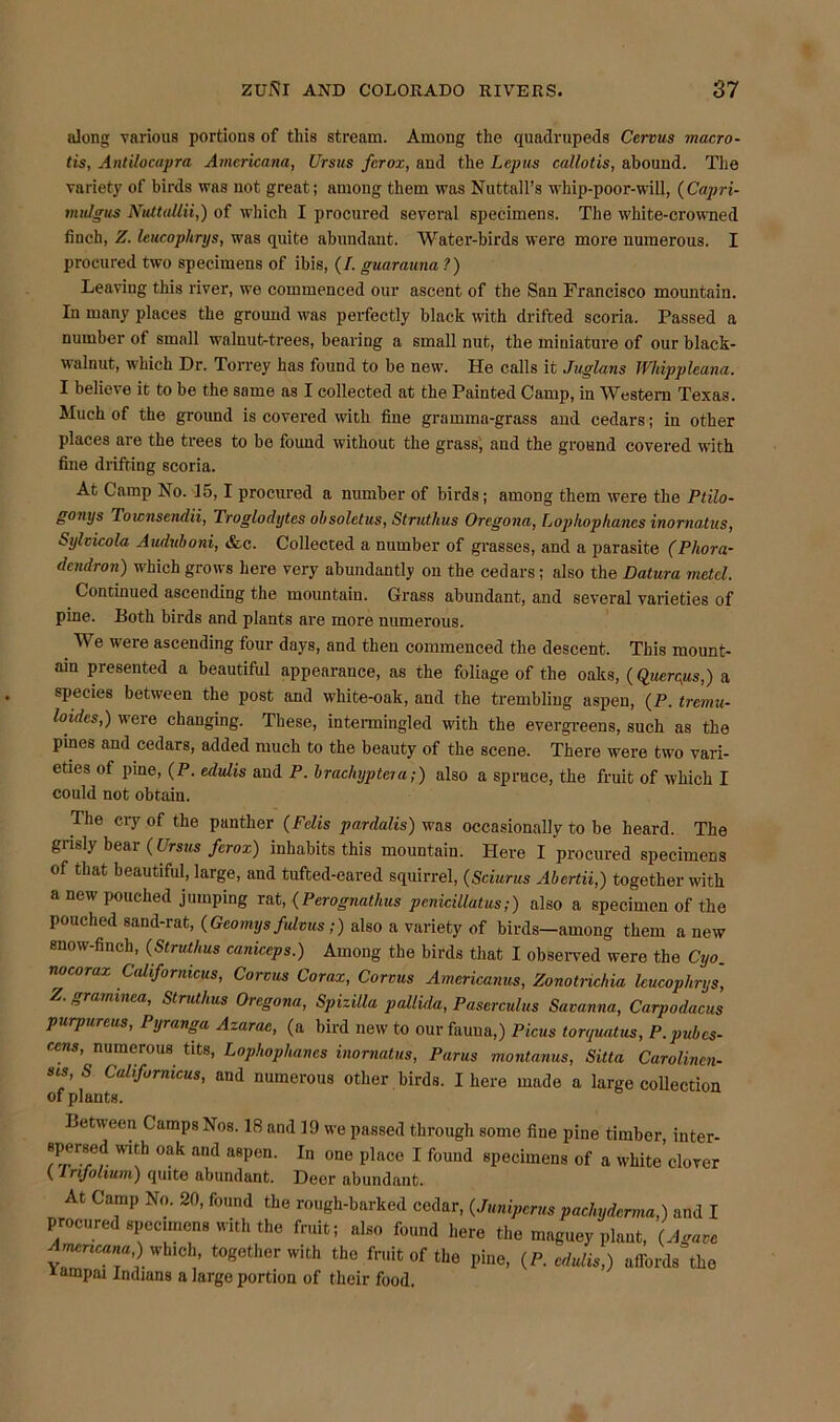 along various portions of this stream. Among the quadrupeds Cervus macro- tis, Antilocapra Americana, Ursus ferox, and the Lepus callotis, abound. The variety of birds was not great; among them was Nuttall’s whip-poor-will, (Capri- mulgus Nuttallii,) of which I procured several specimens. The white-crowned finch, Z. leucophrys, w’as quite abundant. Water-birds were more numerous. I procured two specimens of ibis, (/. guarauna ?) Leaving this river, we commenced our ascent of the San Francisco mountain. In many places the ground was perfectly black with drifted scoria. Passed a number of small walnut-trees, bearing a small nut, the miniature of our black- walnut, which Dr. Torrey has found to be new’. He calls it Juglans Whippleiina. I believe it to be the same as I collected at the Painted Camp, in Western Texas. Much of the ground is covered with fine gramma-grass and cedars; in other places are the trees to be found without the grass, and the ground covered with fine drifting scoria. At Camp No. 15,1 procured a number of birds; among them were the Ptilo- gonys Toiznsendii, Troglodytes obsolctus, Struthus Oregona, Lophophanes inornatus, Sylvicola Auduboni, &c. Collected a number of grasses, and a parasite (Phora- dendron) which grows here very abundantly on the cedars; also the Datura metcl. ' Continued ascending the mountain. Grass abundant, and several varieties of pine. Both birds and plants are more numerous. We w'ere ascending four days, and then commenced the descent. This mount- ain presented a beautiful appearance, as the foliage of the oaks, (Quercgs,) a species between the post and white-oak, and the trembling aspen, (P. tremu- loides,) w’ere chauging. These, intermingled with the evergreens, such as the pines and cedars, added much to the beauty of the scene. There were two vari- eties of pine, (P. edulis and P. brachyptcja;) also a spruce, the fruit of which I could not obtain. The cry of the panther (Felis pardalis) was occasionally to be heard. The grisly bear (Ursus ferox) inhabits this mountain. Here I procured specimens of that beautiful, large, and tufted-eared squirrel, (Sciurus Abertii,) together with a new pouched jumping rat, (Perognatlms penicillatus;) also a specimen of the pouched sand-rat, (Geomys fulvus ;) also a variety of birds—among them anew snow-finch, (Struthus caniccps.) Among the birds that I observed were the Cyo. nocoraz Californicus, Corcus Corax, Corvus Americanus, Zonotrichia leucophrys, Z. graminea, Strutlius Oregona, Spizilla pallida, Paserculus Savanna, Carpodacus purpureus, Pyranga Azarac, (a bird new to our fauna,) Picus torquatus, P. pubes- ecus, numerous tits, Lophophanes inornatus, Purus montanus, Sitta Carolincn- ms S Californicus, and numerous other birds. I here made a large collection of plants. Between Camps Nos. 18 and 19 we passed through some fine pine timber inter- spersed with oak and aspen. In one place I found specimens of a white clover (lnfolium) quite abundant. Deer abundant. At Camp No. 20, found the rough-barked cedar, (Juniperus pachyderma,) and I procured specimens with the fruit; also found here the maguey plant, (Agave Americana,) which, together with the fruit of the pine, (P. edulis,) affords the J-ampai Indians a large portion of their food.