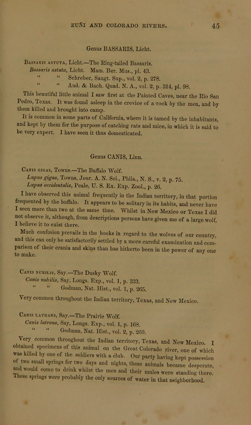 Genus BASSARIS, Liclit. Bassaris astuta, Licht.—The Ring-tailed Bassaris. Bassaris astuta, Licht. Mam. Ber. Mus., pi. 43. “ “ Schreber, Saugt. Sup., vol. 2, p. 278. “ “ Aud. & Bach. Quad. N. A., vol. 2, p. 314, pi. 98. This beautiful little animal I saw first at the Painted Caves, near the Rio San Pedro, Texas. It was found asleep in the crevice of a rock by the men, and by them killed and brought into camp. It is common in some parts of California, where it is tamed by the inhabitants, and kept by them for the purpose of catching rats and mice, in which it is said to be very expert. I have seen it thus domesticated. Genus CANTS, Linn. Cams gigas, Towns.—The Buffalo Wolf. Lupusgigas, Towns, Jour. A. N. Sci., Phila., N. S., v. 2, p. 75. Lupus occidentalis, Peale, U. S. Ex. Exp. Zool., p. 26. I have observed this animal frequently in the Indian territory, in that portion frequented by the buffalo. It appears to be solitary in its habits, and never have I seen more than two at the same time. Whilst in New Mexico or Texas I did not observe it, although, from descriptions persons have given me of a large wolf, I believe it to exist there. Much confusion prevails in the books in regard to the wolves of our country, and this can only be satisfactorily settled by a more careful examination and com- parison of their crania and skins than has hitherto been in the power of any one to make. Cams ncbilis, Say.—The Dusky Wolf. Canis nuljilis, Say, Longs. Exp., vol. 1, p. 333. “ Godman, Nat. Hist., vol. 1, p. 265. Very common throughout the Indian territory, Texas, and New Mexico. Cams latrans, Say.—The Prairie Wolf. Canis latrans, Say, Longs. Exp., vol. 1, p. 168. “ Godman, Nat. Hist., vol. 2, p. 260. Very common throughout the Indian territory, Texas, and New Mexico I obtained specimens of this animal on the Great Colorado river, one of which was killed by one of the soldiers with a club. Our party having kept possession of two small springs for two days and nights, these animals became desperate, and would come to drink whilst the men and their mules were standing there. These springs were probably the only sources of water in that neighborhood.