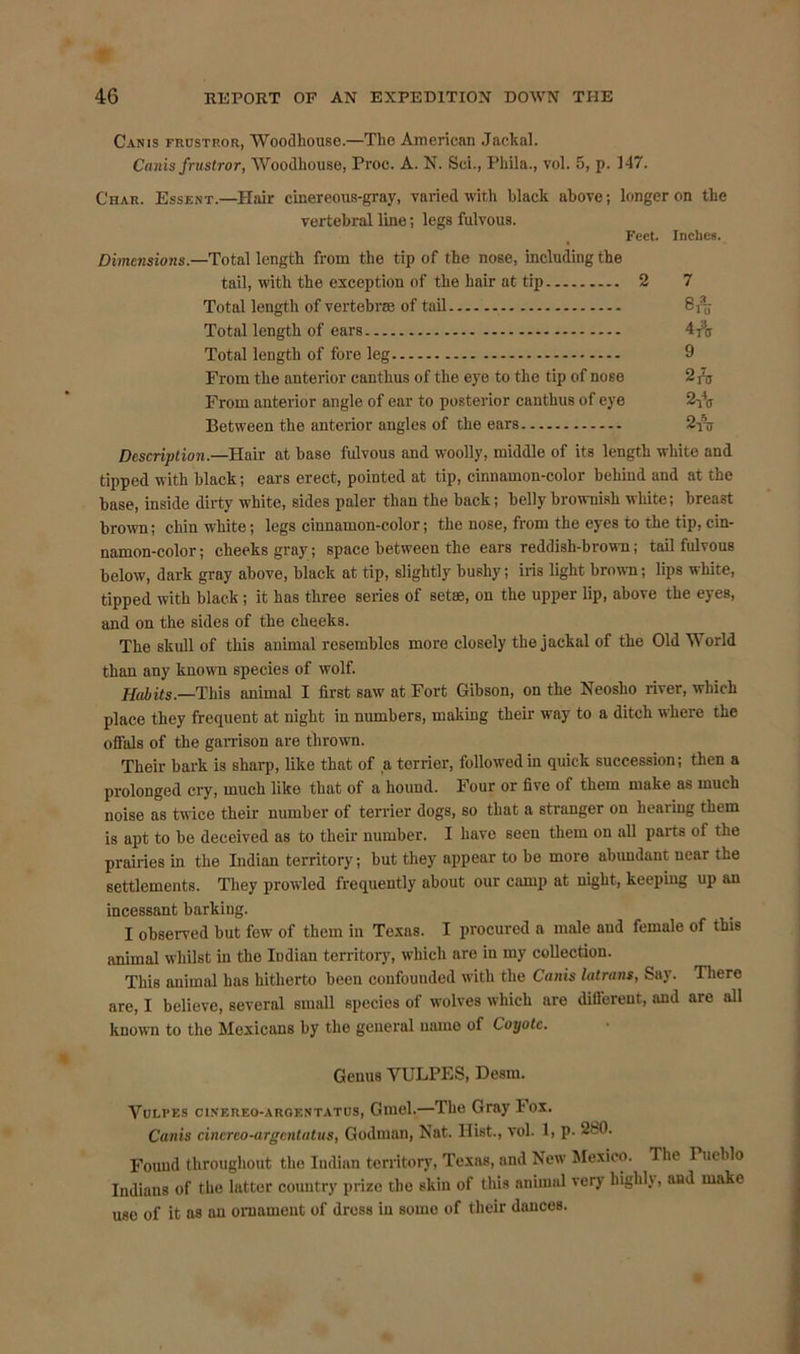 Canis frustror, Woodhouso.—The American Jackal. Canis frustror, Woodhouse, Proc. A. N. Sci., Phila., vol. 5, p. 147. Char. Essent.—Hair cinereous-gi’ay, varied with black above; longeron the vertebral line; legs fulvous. Feet. Inches. Dimensions.—Total length from the tip of the nose, including the tail, with the exception of the hair at tip 2 7 Total length of vertebrae of tail Total length of ears Total length of fore leg 9 From the anterior canthus of the eye to the tip of nose 2nj From anterior angle of ear to posterior canthus of eye 2-^ Between the anterior angles of the ears 2-jV Description.—Hair at base fulvous and woolly, middle of its length white and tipped with black; ears erect, pointed at tip, cinnamon-color behind and at the base, inside dirty white, sides paler than the back; belly brownish white; breast brown; chin white; legs cinnamon-color; the nose, from the eyes to the tip, cin- namon-color; cheeks gray; space between the ears reddish-brown; tail fulvous below, dark gray above, black at tip, slightly bushy; iris light brown; lips white, tipped with black; it has three series of setae, on the upper lip, above the eyes, and on the sides of the cheeks. The skull of this animal resembles more closely the jackal of the Old World than any known species of wolf. Hub its .—This animal I first saw at Fort Gibson, on the Neosho river, which place they frequent at night in numbers, making their way to a ditch where the offals of the garrison are thrown. Their bark is sharp, like that of a terrier, followed in quick succession; then a prolonged cry, much like that of a hound. Four or five of them make as much noise as twice their number of terrier dogs, so that a stranger on hearing them is apt to be deceived as to their number. I have seen them on all parts of the prairies in the Indian territory; but they appear to be more abundant near the settlements. They prowled frequently about our camp at night, keeping up an incessant barking. I observed but few of them in Texas. I procured a male and female of this animal whilst in the Indian territory, which are in my collection. This animal has hitherto been confounded with the Canis latrans, Say. There are, I believe, several small species of wolves which are different, and are all known to the Mexicans by the general name of Coyote. Genus VULPES, Desrn. Vulpes cinereo-argentatus, Gmcl.—The Gray Fox. Canis cinereo-argentatus, Godman, Nat. Hist., vol. 1, p. 280. Found throughout the Indian territory, Texas, and New Mexico. The 1 ueblo Indians of the latter country prize the skin of this animal very highly, and make use of it as an ornament of dress in some of their dances.