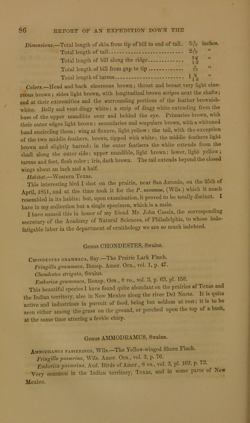 Dimctisions.—Total length of skin from tip of bill to end of tail. Sra inches. Total length of tail %yv “ Total length of bill along the ridge Total length of bill from gap to tip rij “ Total length of tarsus 1-^ “ Colors. Head and back cinereous brown; throat and breast very light cine- reous brown ; sides light brown, with longitudinal brown stripes next the shafts; and at their extremities and the surrounding portions of the feather brownish- white. Belly and vent dingy white; a strip of dingy white extending from the base of the upper mandible over and behind the eye. Primaries brown, with their outer edges light brown; secondaries and scapulars brown, with a whitened band encircling them; wing at flexure, light yellow; the tail, with the exception of the two middle feathers, brown, tipped with white; the middle feathers light brown and slightly barred; in the outer feathers the white extends from the shaft along the outer side; upper mandible, light brown; lower, light yellow; tarsus and feet, flesh color; iris, dark brown. The tail extends beyond the closed wings about an inch and a half. Habitat.—Western Texas. This interesting bird I shot on the prairie, near San Antonio, on the 25th of April, 1851, and at the time took it for the P. savanna, (Wils.) which it much resembled in its habits; but, upon examination, it proved to be totally distinct. I have in my collection but a single specimen, which is a male. I have named this in honor of my friend Mr. John Cassin, the corresponding secretary of the Academy of Natural Sciences, of Philadelphia, to whose inde- fatigable labor in the department of ornithology we are so much indebted. Genus CHONDESTES, Swains. Choxdestes grammaca, Say.—The Prairie Laik 1 inch. Fringilla grammaca, Bonap. Amer. Orn., vol. 1, p. 47. Cliondcstcs strigata, Swains. Emberiza grammaca, Bonap. Om., 8 vo., vol. 3, p. G3, pi. 158. This beautiful species I have found quite abundant on the prairies of Texas and the Indian territory, also in New Mexico along the river Del Norte. It is quite active and industrious in pursuit of food, being but seldom at rest; it is to be seen either among the grass on the ground, or perched upon the top of a bush, at the same time uttering a feeble chirp. Genus AMMODRAMUS, Swains. Ammodramus passerinus, Wils.—'The Yellow-winged Shore Finch. FringUla passcrina, Wils. Amer. Orn., vol. 3, p. 76. Emberiza passcrina, And. Birds of Amer., 8 vo., vol. 3, pi. 16-, p. 73. Very common in the Indian territory, Texas, and in some parts of New Mexico.