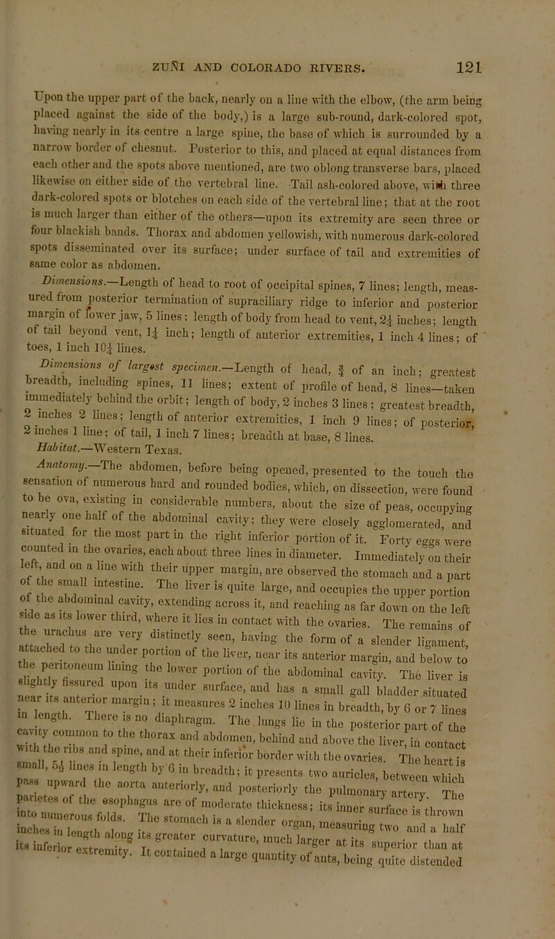 1 pon the upper part of the hack, nearly on a line with the elbow, (the arm being placed against the side of the body,) is a largo sub-round, dark-colored spot, having nearly in its centre a large spine, the base of which is surrounded by a narrow border of chesnut. Posterior to this, and placed at equal distances from each other and the spots above mentioned, are two oblong transverse bars, placed likewise on either side of the vertebral line. Tail ash-colored above, with three dark-colored spots or blotches on each side of the vertebral line; that at the root is much larger than either of the others—upon its extremity are seen three or four blackish bands. Thorax and abdomen yellowish, with numerous dark-colored spots disseminated over its surface; under surface of tail and extremities of same color as abdomen. Dimensions. Length of head to root of occipital spines, 7 lines; length, meas- ured from posterior termination of supraciliary ridge to inferior and posterior margin ot lower jaw, 5 lines; length of body from head to vent, 2j inches; length of tail beyond vent, inch; length of anterior extremities, 1 inch 4 lines; of toes, 1 inch 10^ lines. Dimensions of largest specimen.-Length of head, f of an inch; greatest breadth, including spines, 11 lines; extent of profile of head, 8 lines-taken immediately behind the orbit; length of body, 2 inches 3 lines ; greatest breadth, -inches 2 lines; length of anterior extremities, 1 inch 9 lines; of posterior, - inches 1 line; of tail, 1 inch 7 lines; breadth at base, 8 lines. Habitat.—Western Texas. Anatomy. The abdomen, before being opened, presented to the touch the sensation of numerous hard and rounded bodies, which, on dissection, were found o be ova, existing in considerable numbers, about the size of peas, occupviug nearly one half of the abdominal cavity; they were closely agglomerated, and situated for the most part in the right inferior portion of it. Forty eggs were counted in the ovaries, each about three lines in diameter. Immediately on their left and on a line with their upper margin, are observed the stomach and a part of the small intestine. The liver is quite large, and occupies the upper portion ., 16 a jdomlnal (;avity- extending across it, and reaching as far down on the left side as its lower third, where it lies in contact with the ovaries. The remains of he urachus are very distinctly seen, having the form of a slender ligament, attached to the under portion of the liver, near its anterior margin, and below to lin‘ng !h0 W P°ltiou the abdominal cavity. The fiver is ncar f 7 UP°n-ltS Under SUrfaCe’ and has a sma11 §al1 bladder .situated ear its anterior margin; it measures 2 inches 10 lines in breadth, by 6 or 7 fines in length. I here is no diaphragm. The lungs fie in the posterior part of the ca.ty common o the thorax and abdomen, behind and above the liver in contact ,ith he ribs and spine, and at their inferior border with the ovaries. The ZTu small, lines in length by 6 in breadth; it presents two auricles, between M pass upward the aorta anteriorly, and posteriorly tho pulmonary arterv T1 panetes of the esophagus are of moderate thickness; its inner surface i ll “*? n'~ ***. The stomach is a slender organ measuZ ! i T™ t rr* * . extremity. It curtained a large quantity of ants, being quite distended