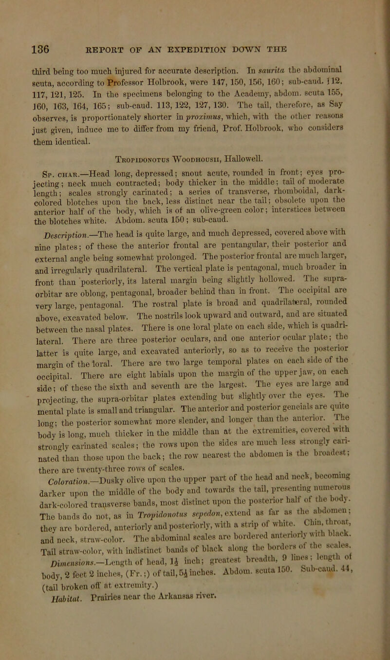 third being too much injured for accurate description. In saurita the abdominal scuta, according to Professor Holbrook, were 147, 150, 156, 160; sub-caud. ] 12. 117,121,125. In the specimens belonging to the Academy, abdom. scuta 155, 160, 163, 164, 165; sub-caud. 113,122, 127, 130. The tail, therefore, as Say observes, is proportionately shorter in proximus, which, with the other reasons just given, induce mo to differ from my friend, Prof. Holbrook, who considers them identical. TRoriDONOTus Woodhousii, Hallowell. Sp. char.—Head long, depressed; snout acute, rounded in front; eyes pro- jecting; neck much contracted; body thicker in the middle; tail of moderate length; scales strongly carinated; a series of transverse, rhomboidal, dark- colored blotches upon the back, less distinct near the tail; obsolete upon the anterior half of the body, which is of an olive-green color; interstices between the blotches white. Abdom. scuta 150; sub-caud. Description.—The head is quite large, and much depressed, covered above with nine plates; of these the anterior frontal are pentangular, their posterior and external angle being somewhat prolonged. The posterior frontal are much larger, and irregularly quadrilateral. The vertical plate is pentagonal, much broader in front than posteriorly, its lateral margin being slightly hollowed. The supra- orbitar are oblong, pentagonal, broader behind than in front. The occipital are very large, pentagonal. The rostral plate is broad and quadrilateral, rounded above, excavated below. The nostrils look upward and outward, and are situated between the nasal plates. There is one loral plate on each side, which is quadri- lateral. There are three posterior oculars, and one anterior ocular plate; the latter is quite large, and excavated anteriorly, so as to receive the posterior margin of the loral. There are two large temporal plates on each side of the occipital. There are eight labials upon the margin of the upper jaw, on each side; of these the sixth and seventh are the largest. The eyes nre large and projecting, the supra-orbitar plates extending but slightly over the eyes. Ike mental plate is small and triangular. The anterior and posterior geneials are quite long; the posterior somewhat more slender, and longer than the autenor. Ike body is long, much thicker in the middle than at the extremities, covered with strongly carinated scales; the rows upon the sides are much less strongly ean- nated°than those upon the back; the row nearest the abdomen is the broadest; there are twenty-three rows of scales. Coloration.—Dusky olive upon the upper part of the head and neck, becoming darker upon the middle of the body and towards the tail, presenting numerous dark-colored transverse bands, most distinct upon the posterior half of the body. The bauds do not, as in Tropidonotus sepedon, extend as far as the abdomen; thev are bordered, anteriorly and posteriorly, with a strip of white. Chin, throat, and neck, straw-color. The abdominal scales are bordered anteriorly mth 'lack. Tail straw-color, with indistinct bands of black along the borders of the scales Dimensions.—Length of head, 1£ inch; greatest breadth, 9 lines; length of body, 2 feet 2 inches, (Fr.;) of tail,54 inches. Abdom. scuta 150. Sub-caud. 44, (tail broken off at extremity.) Habitat. Frames near the Arkansas river.